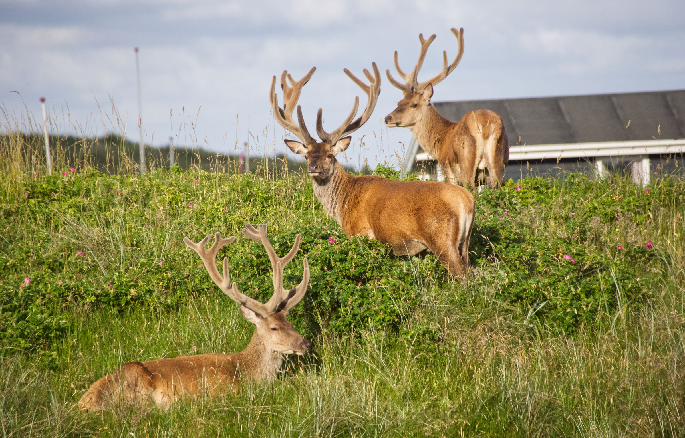 Hirschbesuch am frühen Morgen in Vejers Strand