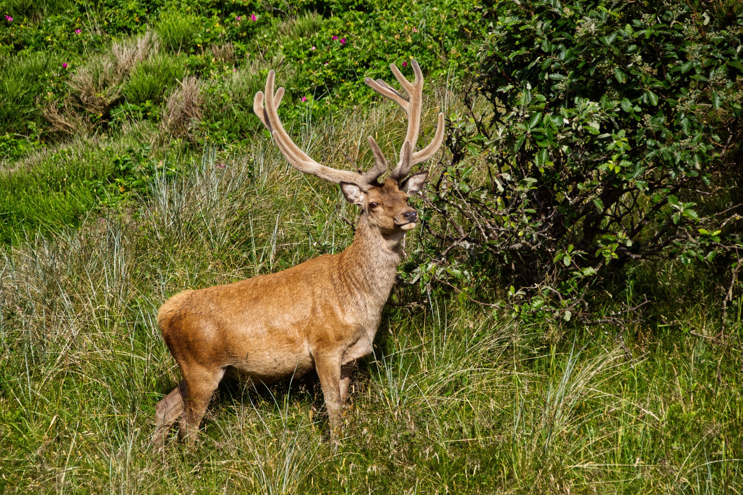 Hirschbesuch am frühen Morgen in Vejers Strand