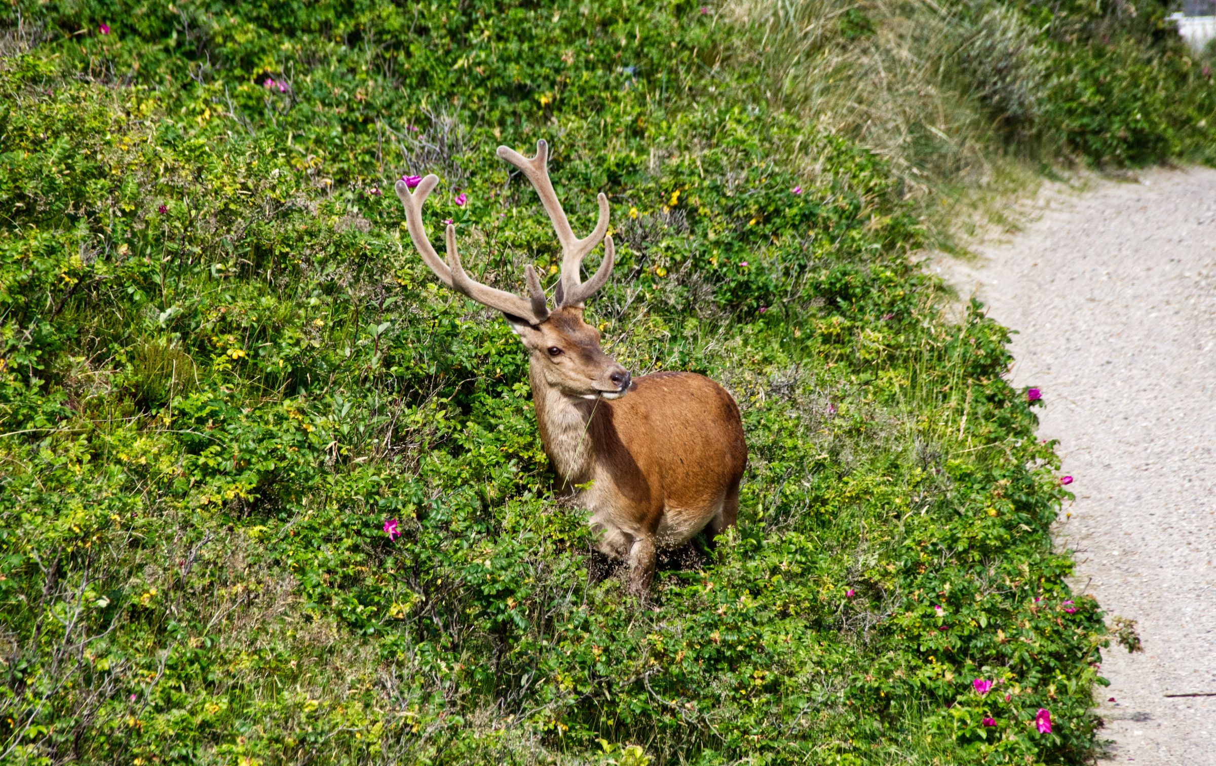 Hirschbesuch am frühen Morgen in Vejers Strand
