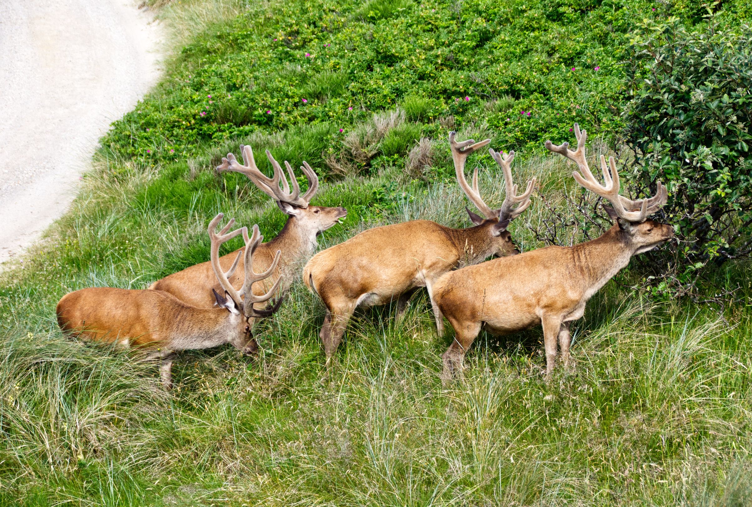 Hirschbesuch am frühen Morgen in Vejers Strand