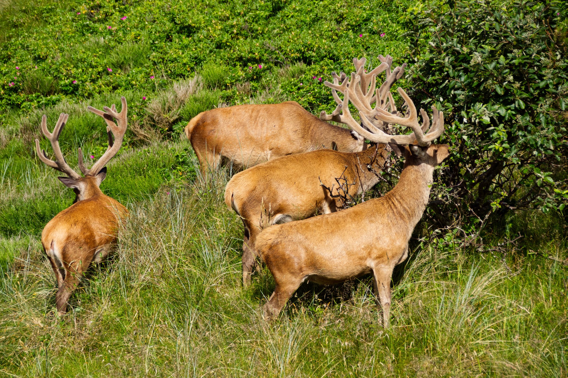 Hirschbesuch am frühen Morgen in Vejers Strand