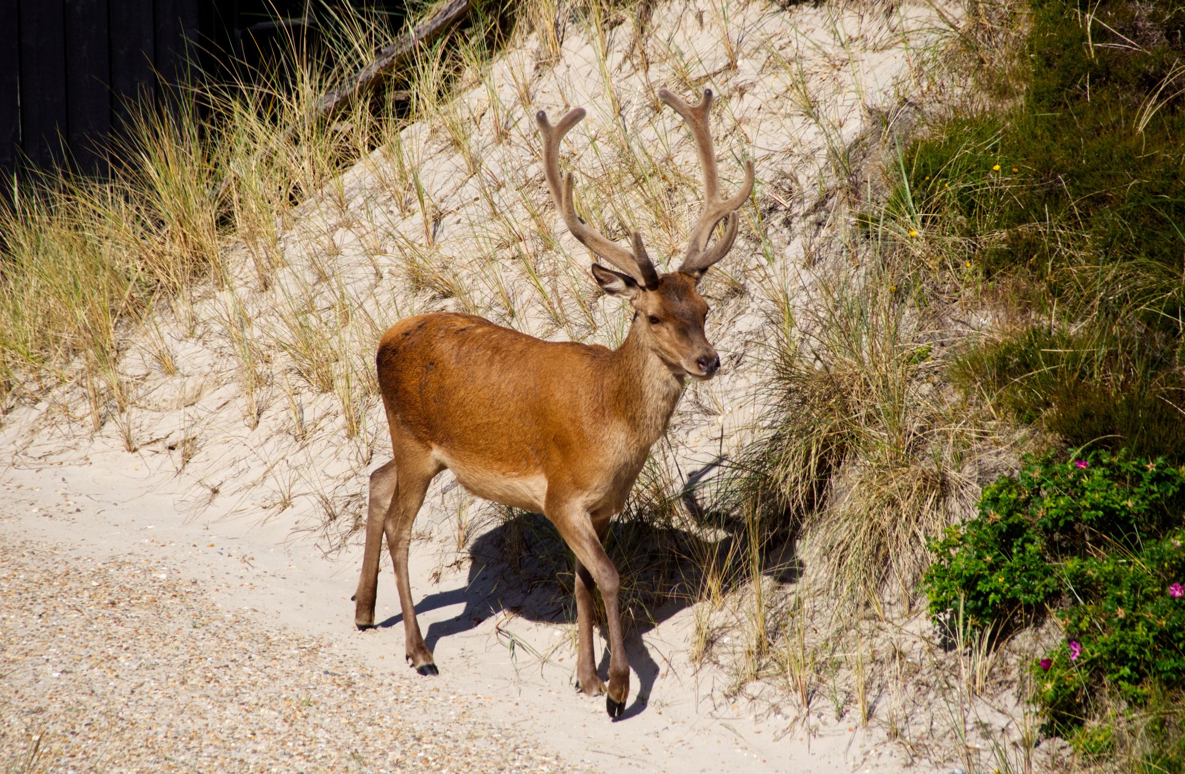 Hirschbesuch am frühen Morgen in Vejers Strand