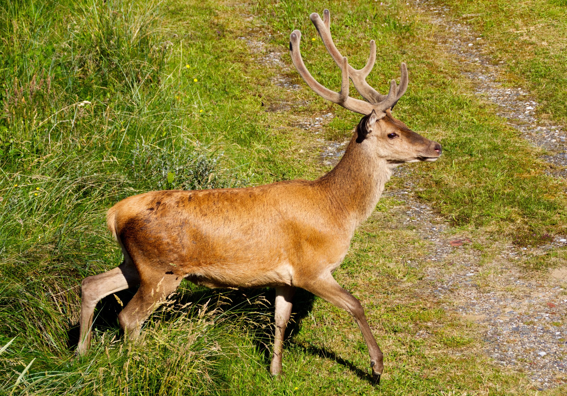 Hirschbesuch am frühen Morgen in Vejers Strand