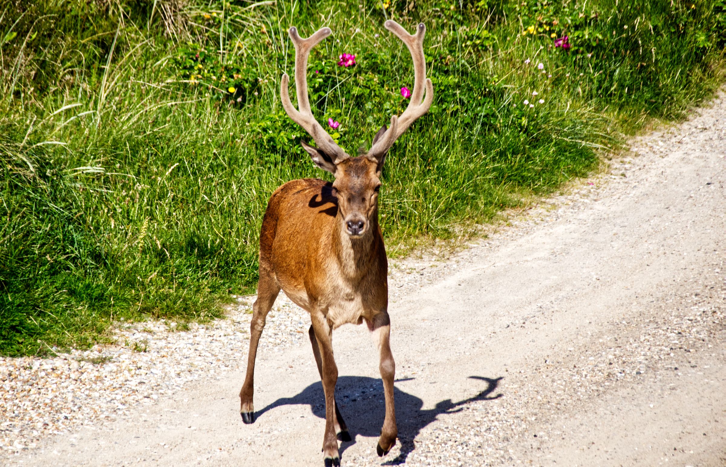 Hirschbesuch am frühen Morgen in Vejers Strand