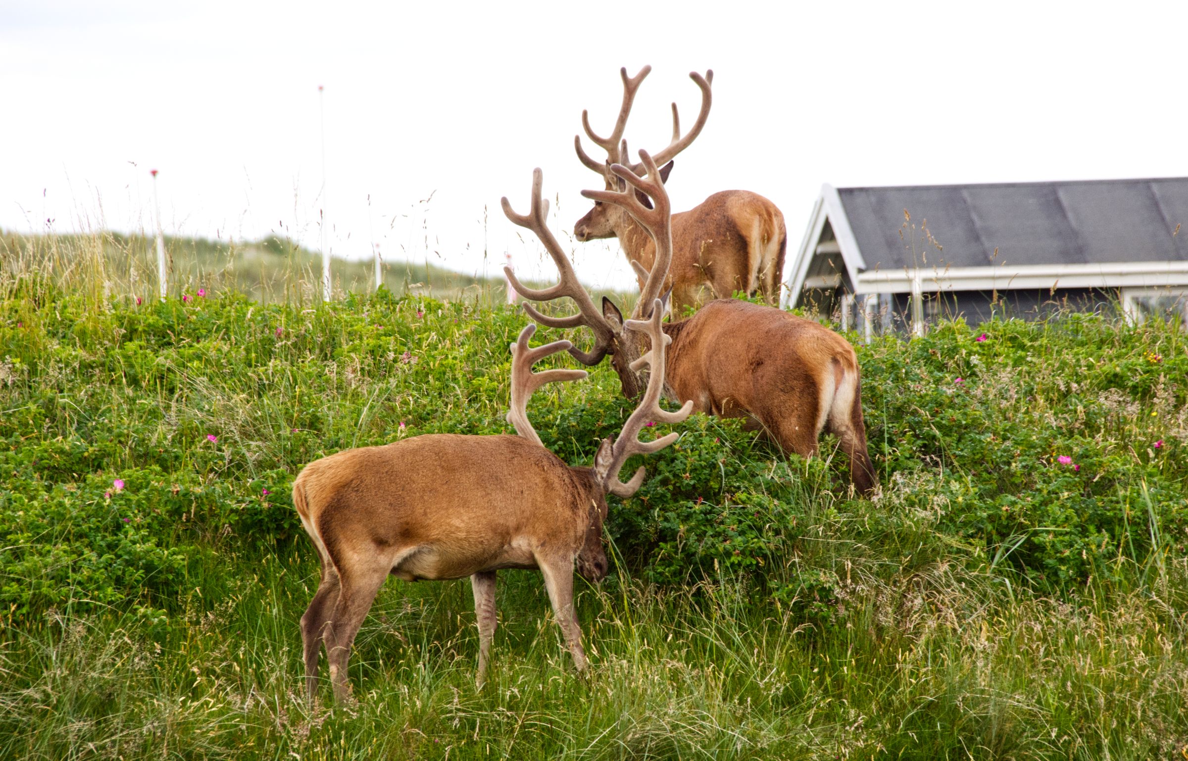 Hirschbesuch am frühen Morgen in Vejers Strand