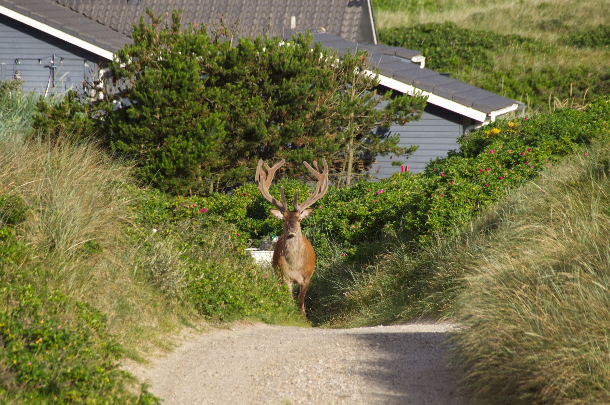 Hirschbesuch am frühen Morgen in Vejers Strand