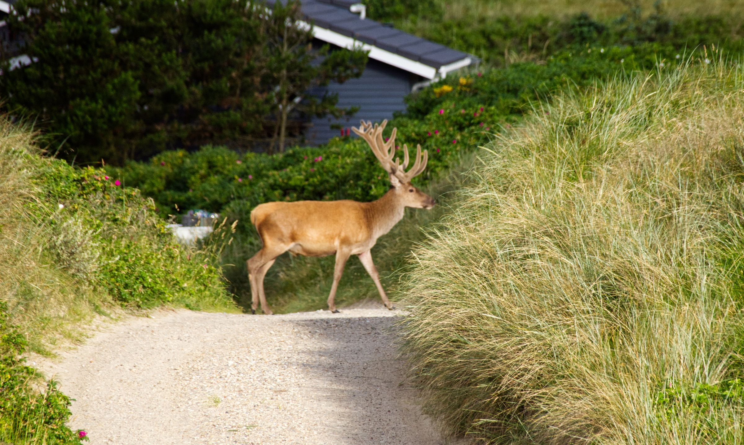 Hirschbesuch am frühen Morgen in Vejers Strand