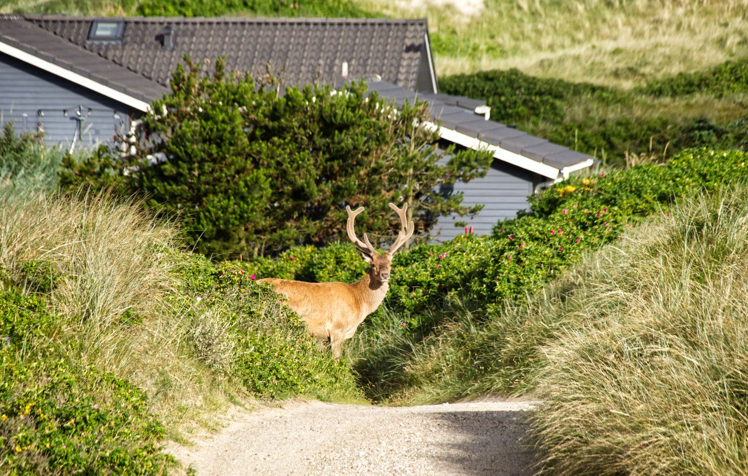 Hirschbesuch am frühen Morgen in Vejers Strand