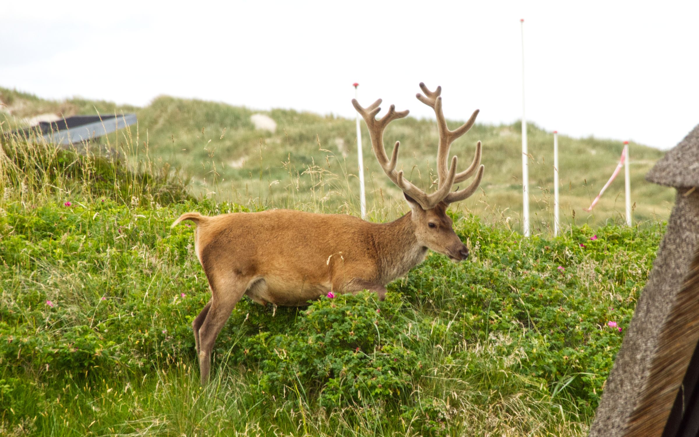 Hirschbesuch am frühen Morgen in Vejers Strand