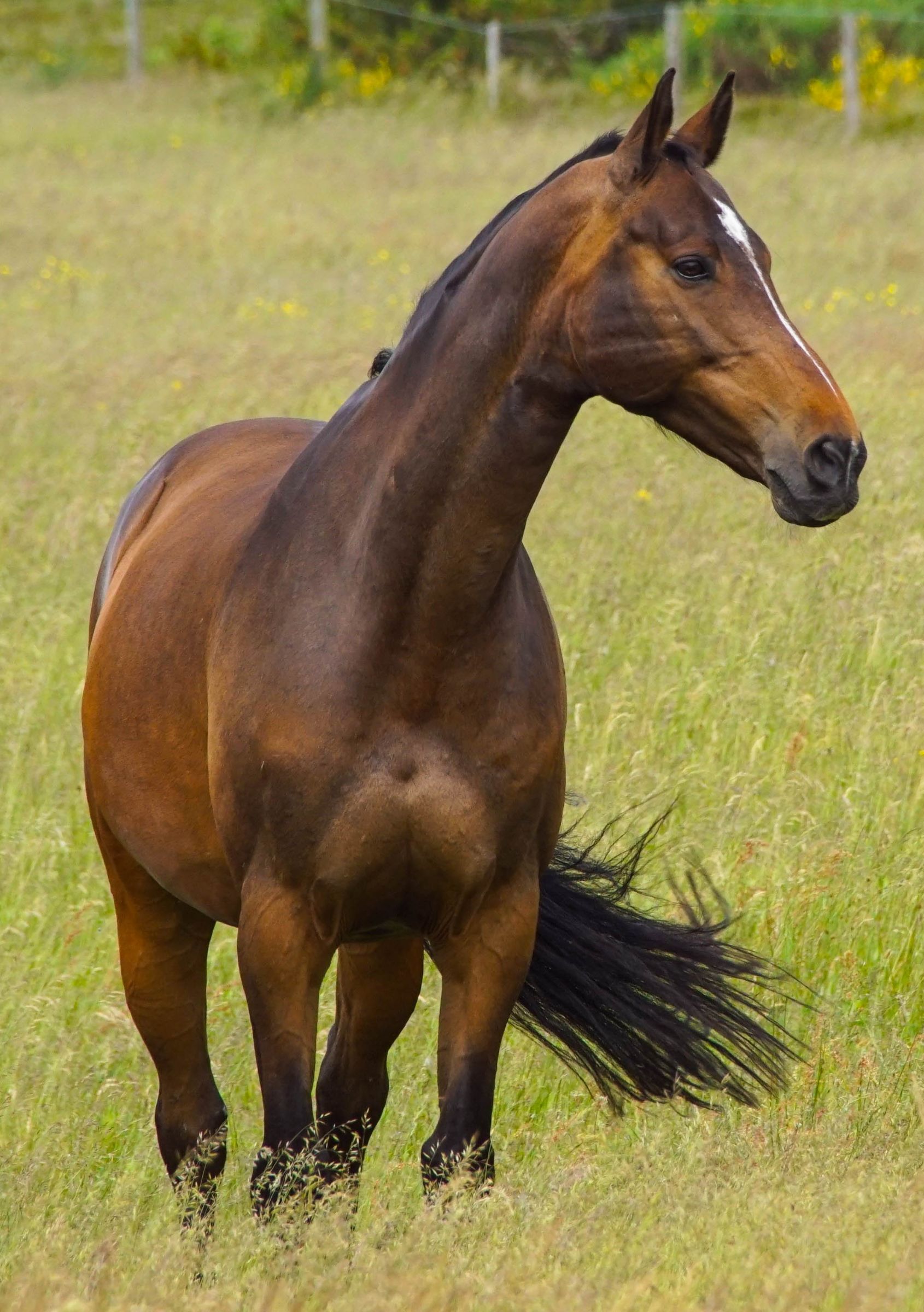 Vejers Strand Pferde