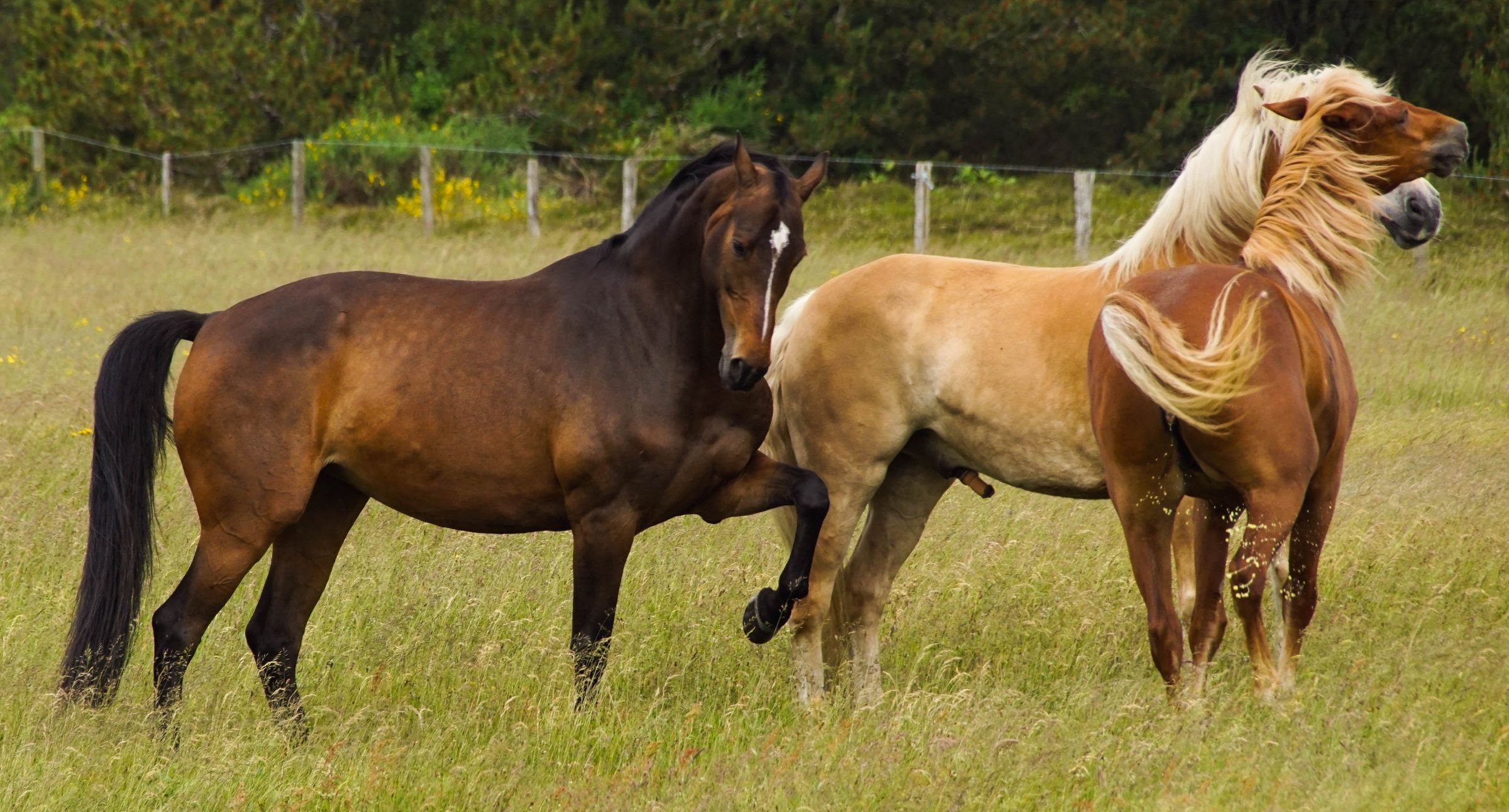 Vejers Strand Pferde