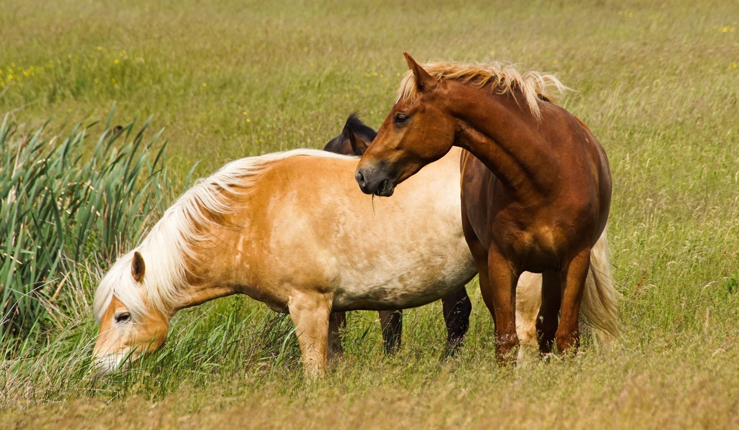 Vejers Strand Pferde