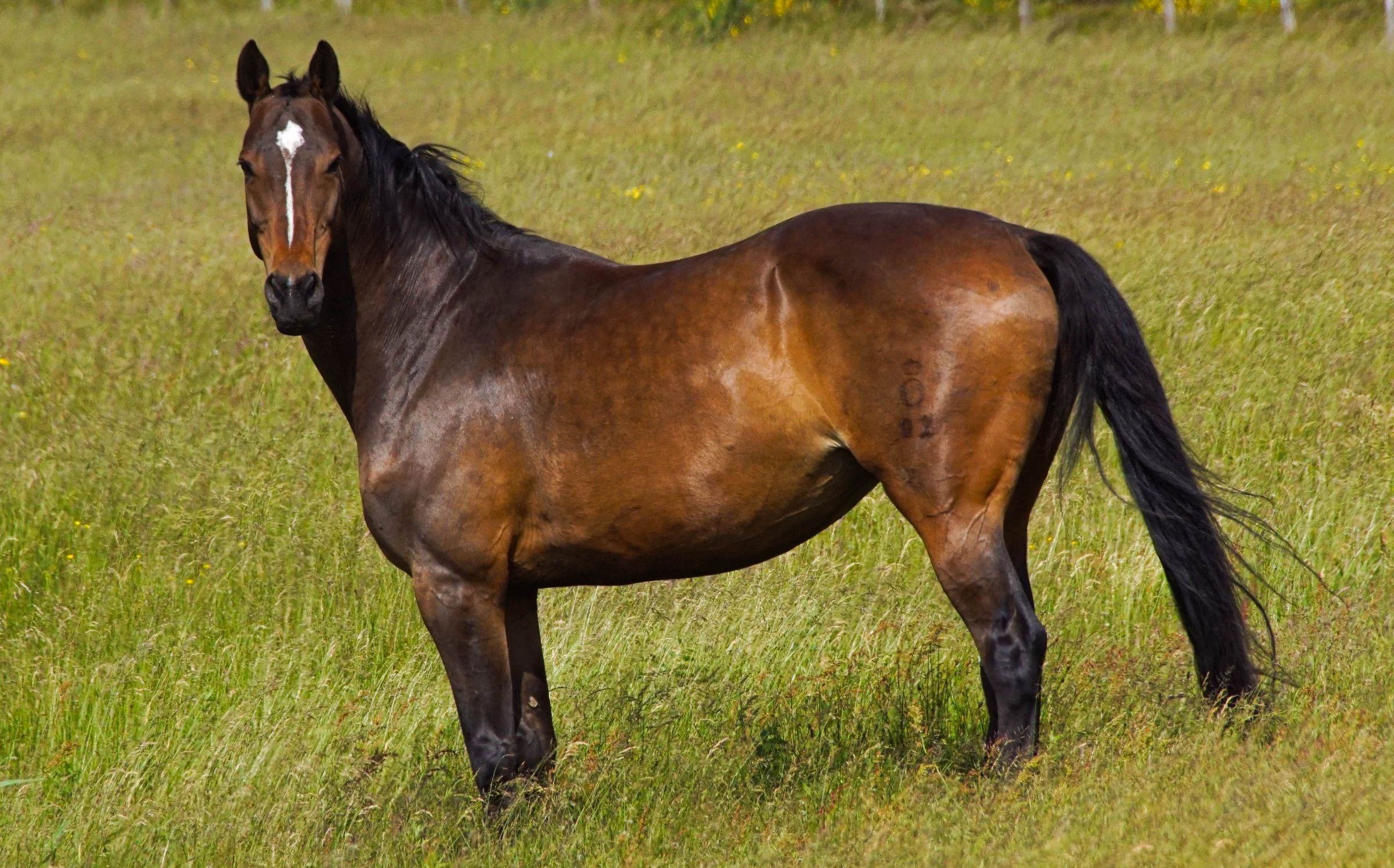 Vejers Strand Pferde