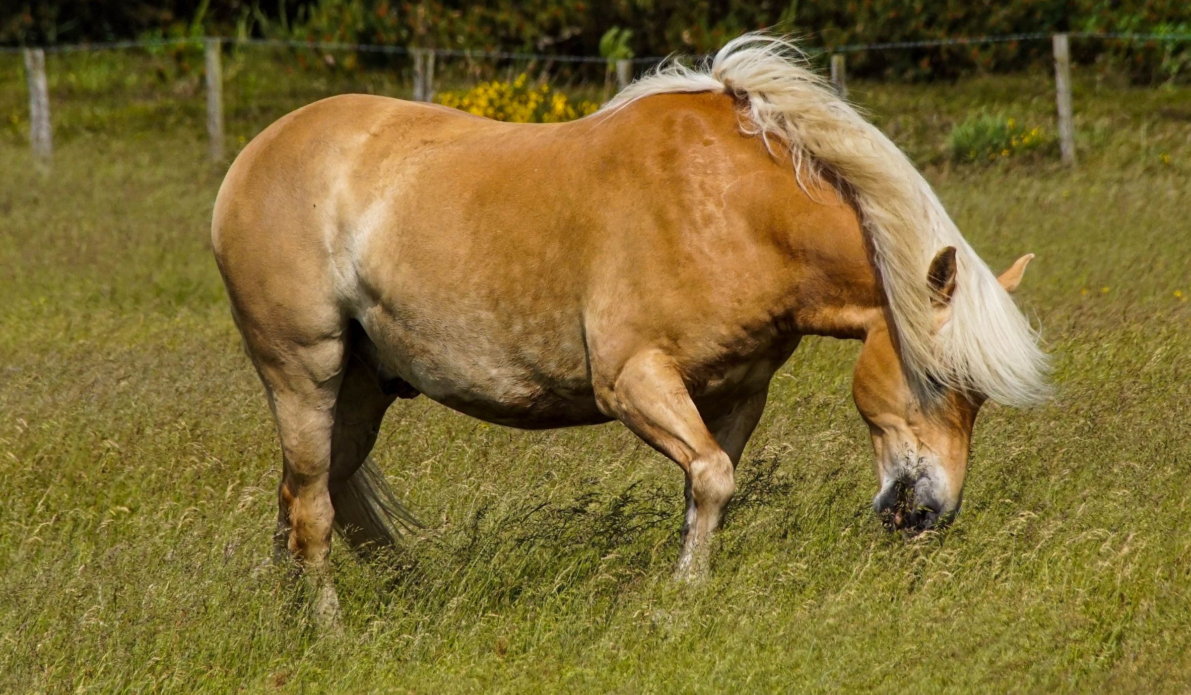 Vejers Strand Pferde