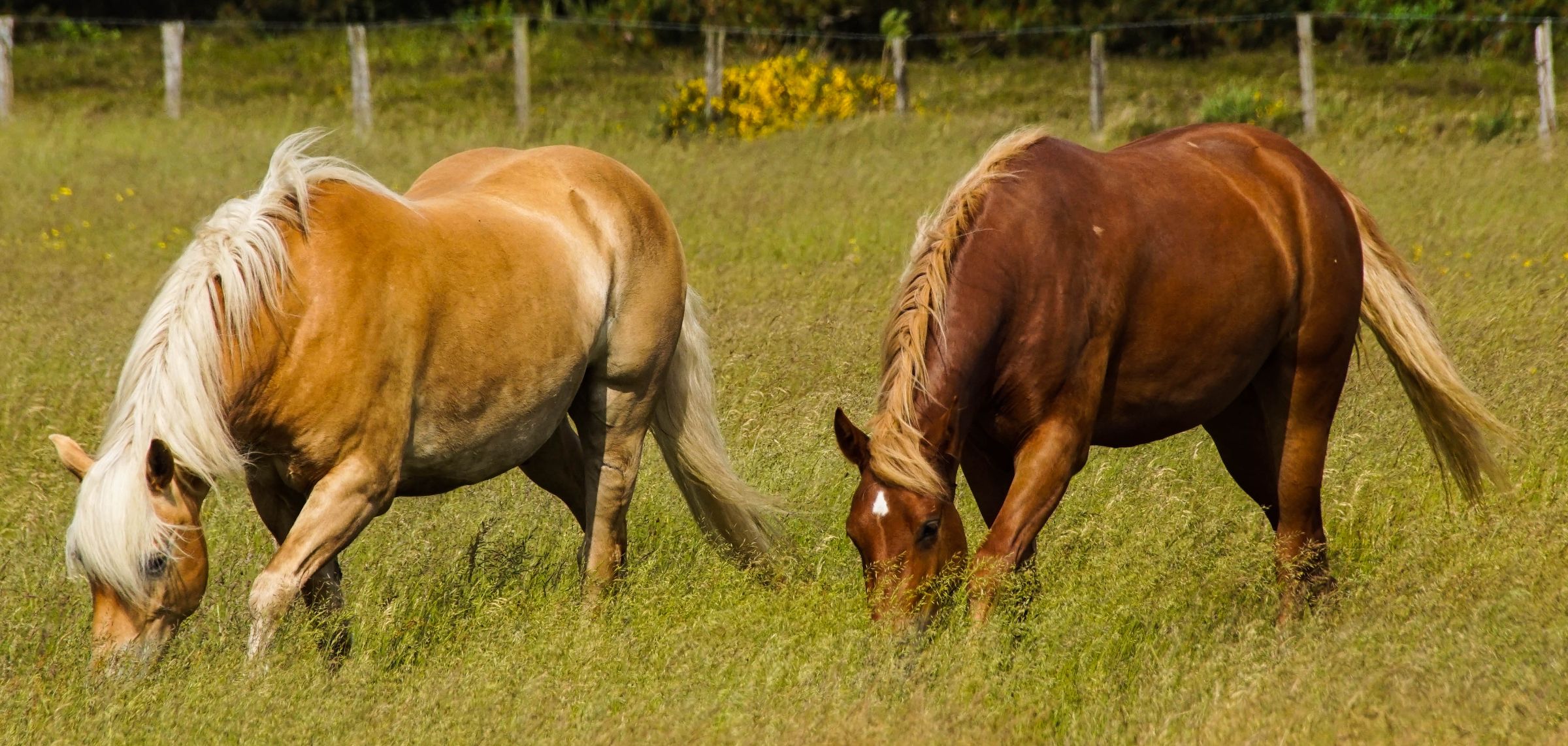Vejers Strand Pferde