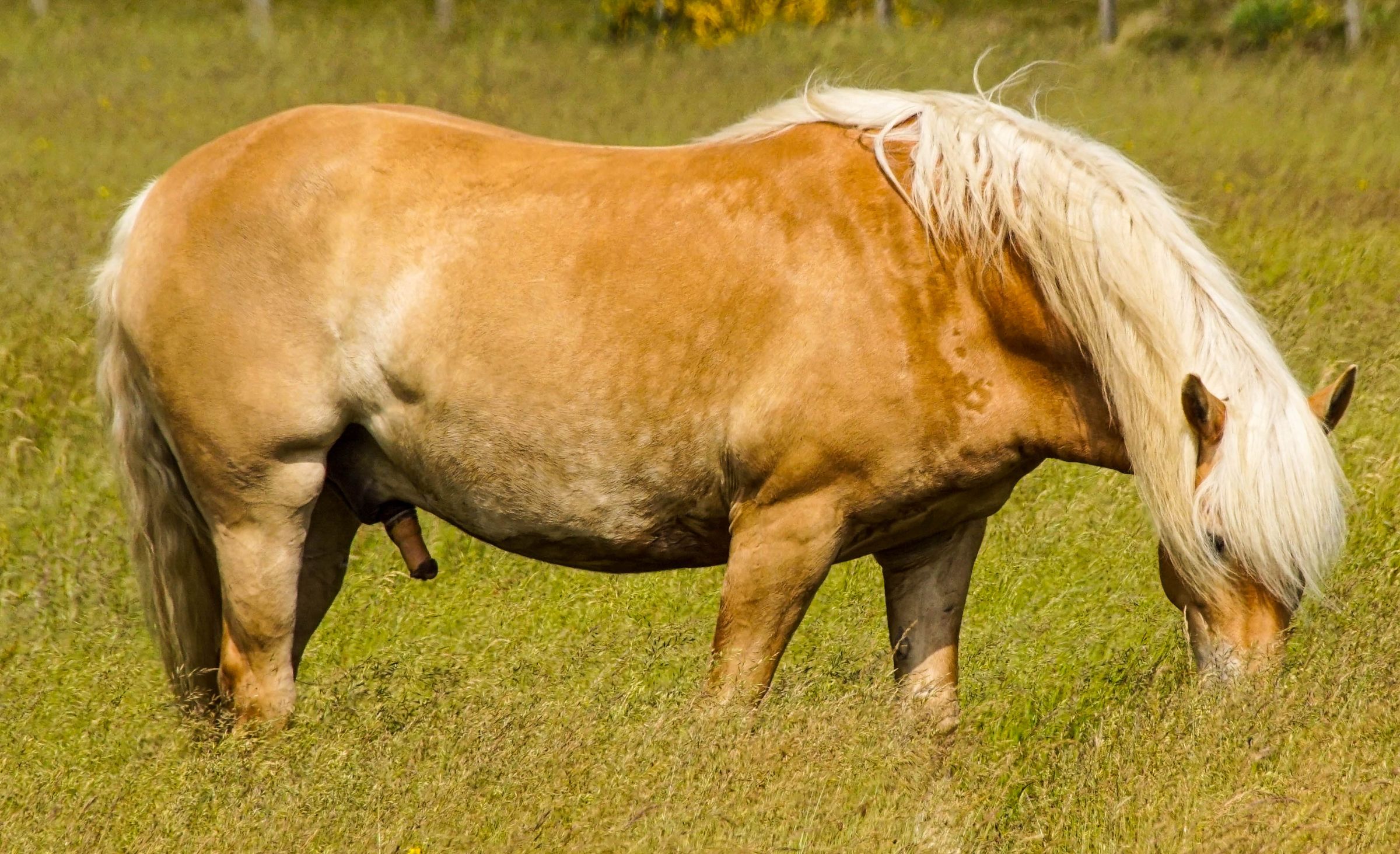 Vejers Strand Pferde