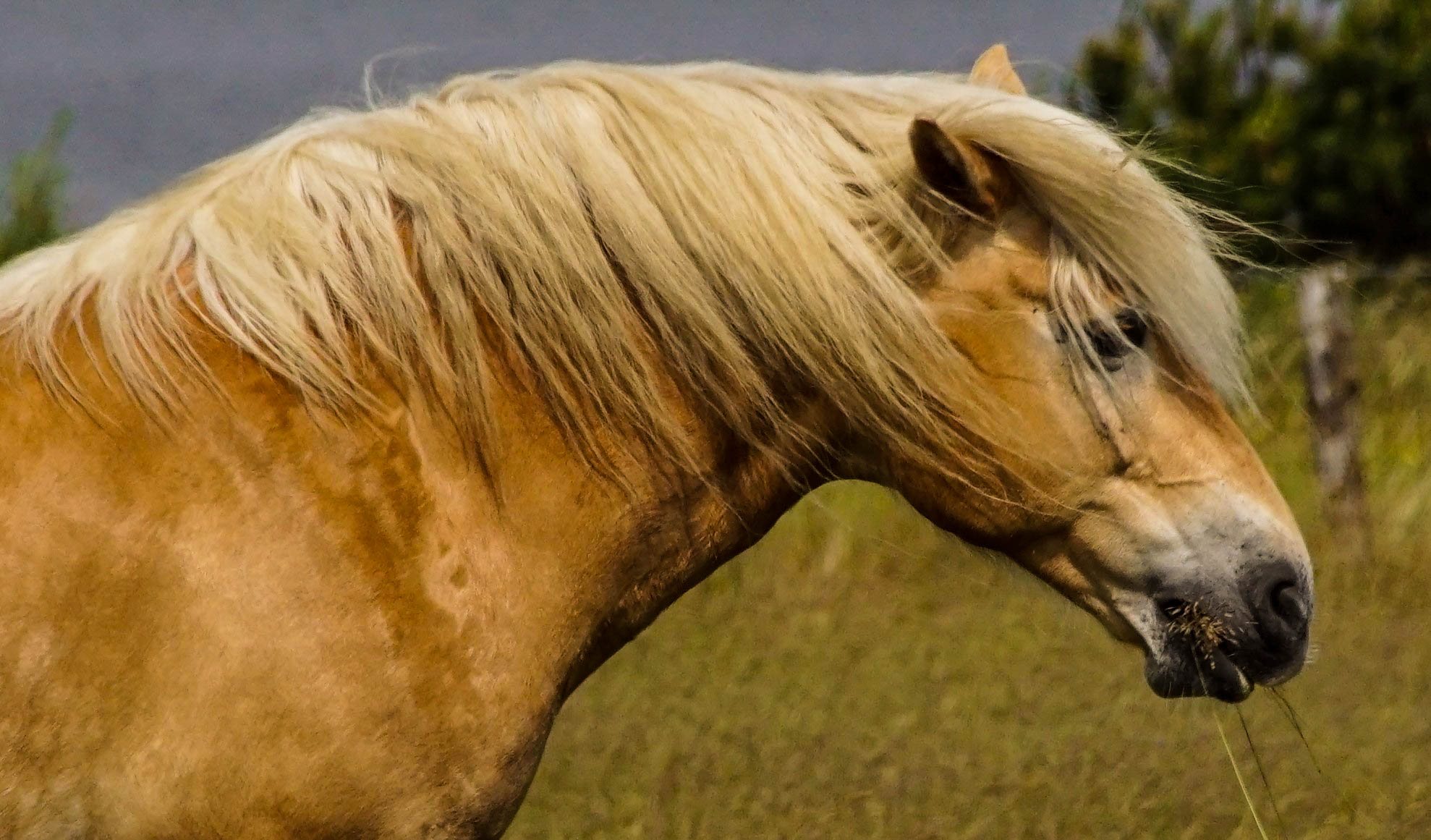 Vejers Strand Pferde