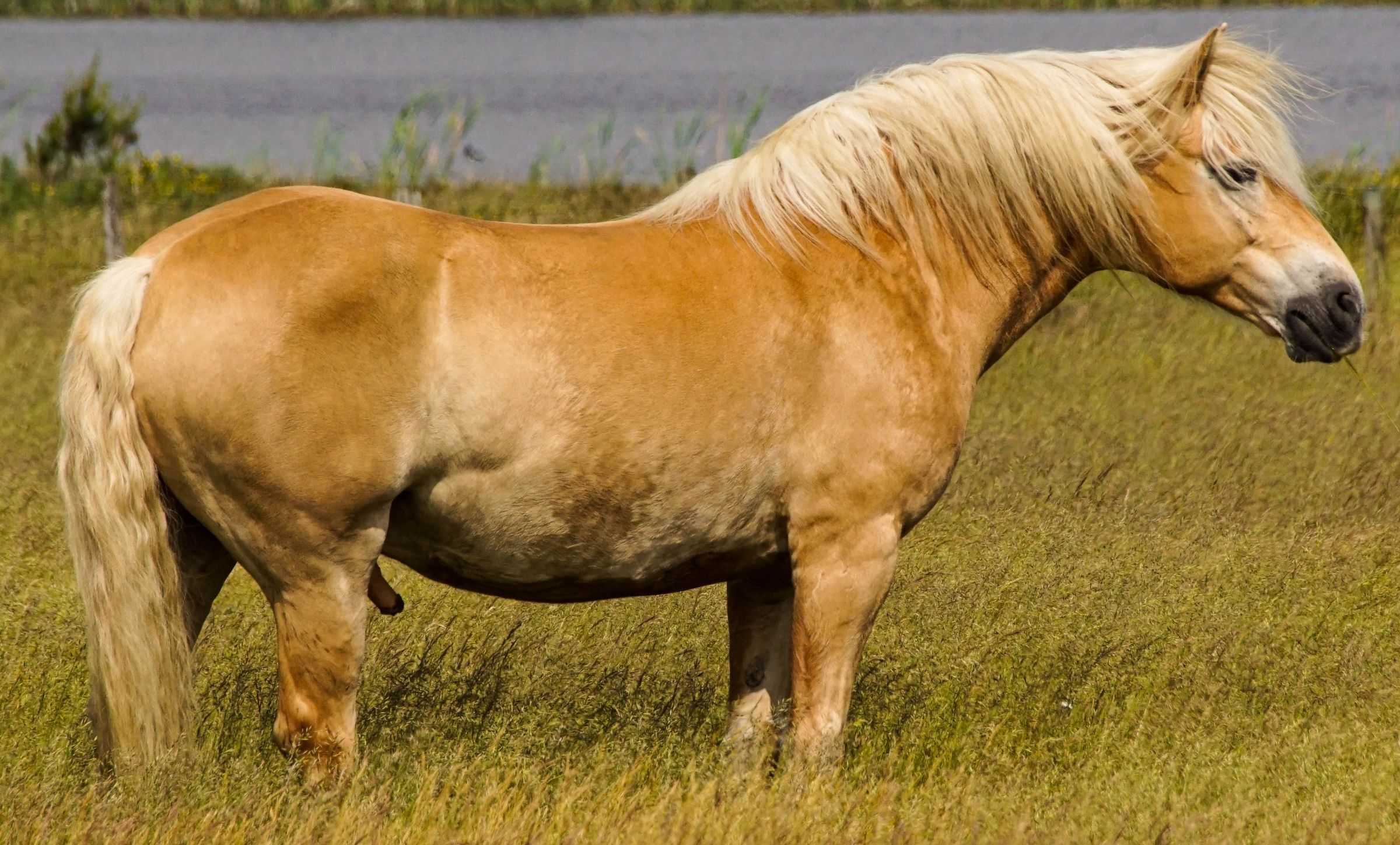 Vejers Strand Pferde