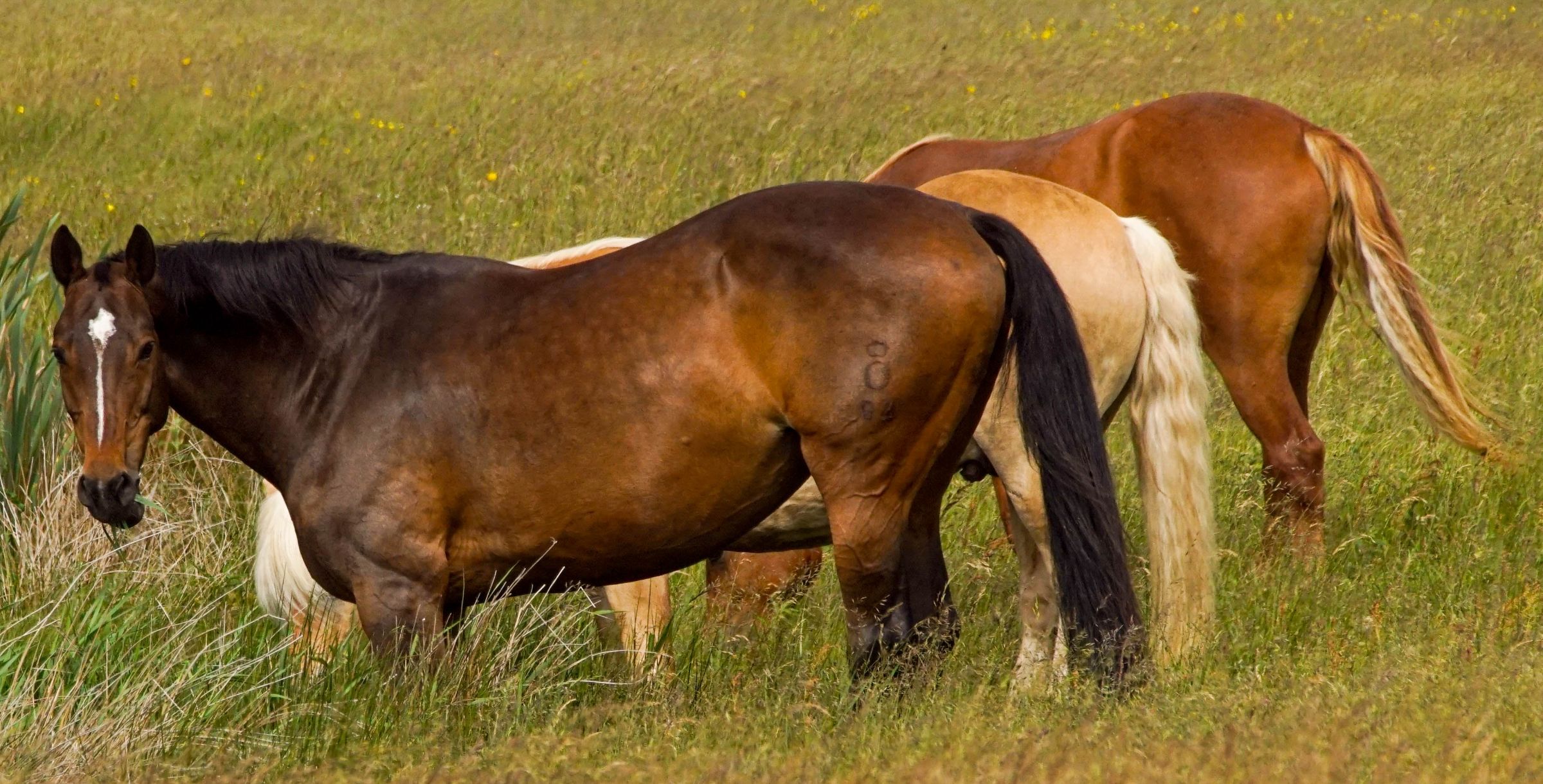 Vejers Strand Pferde