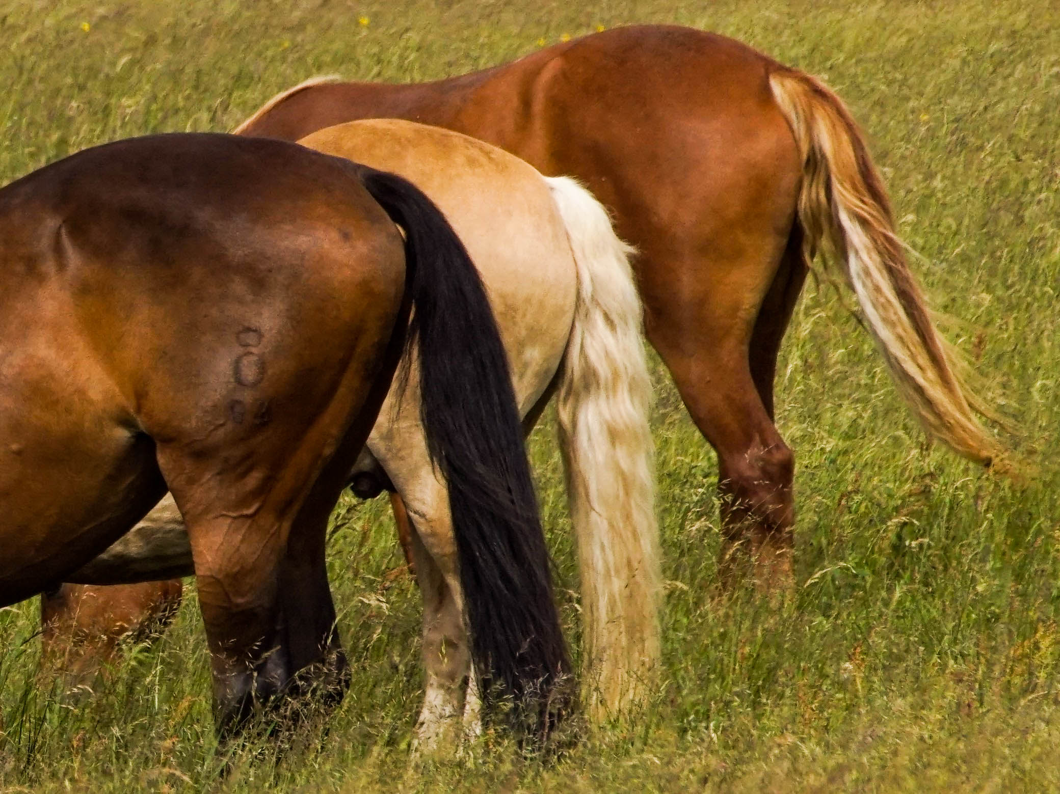 Vejers Strand Pferde