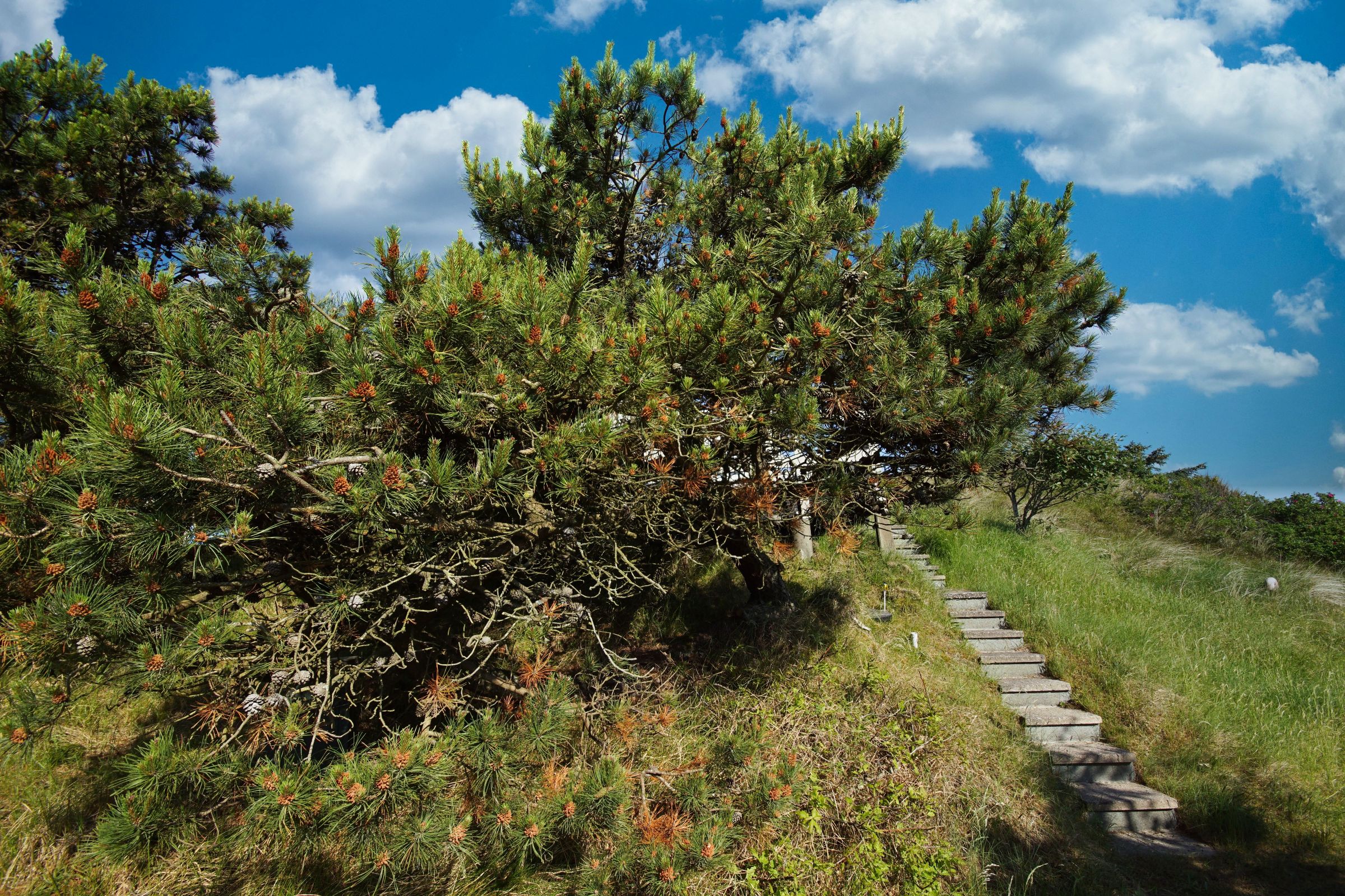 Vejers Strand Hausweg