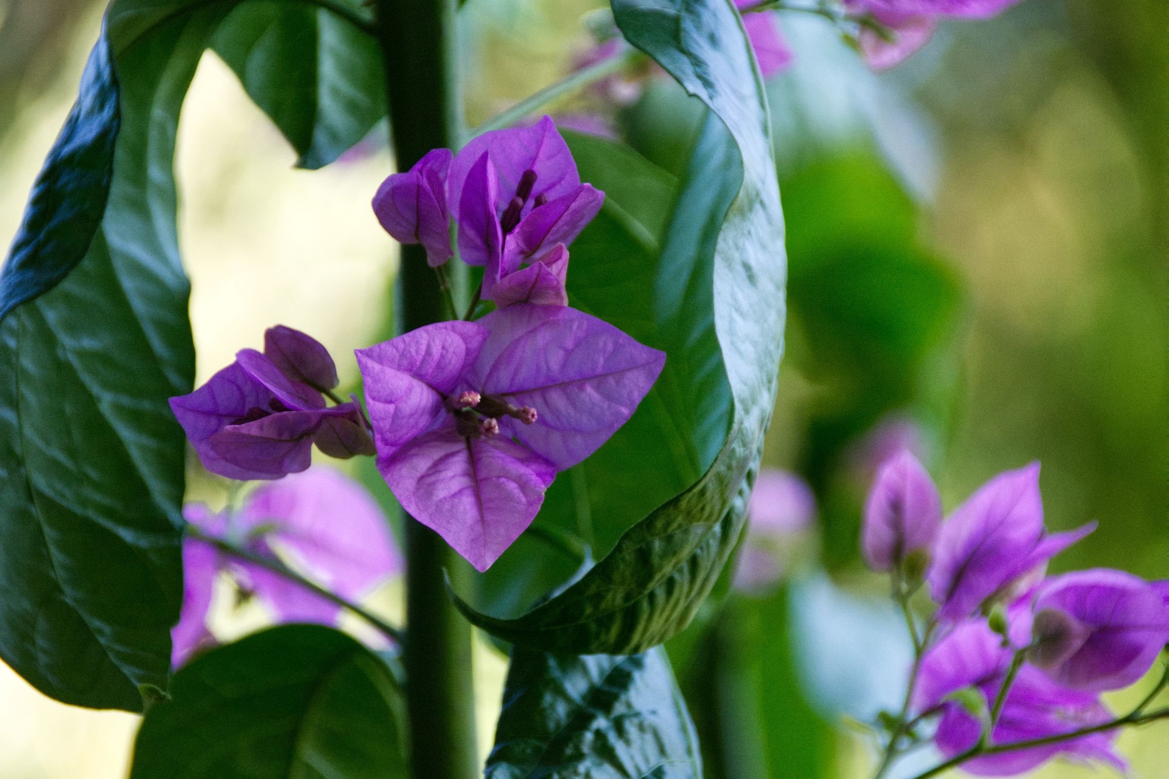 Kroatien Insel Krk Omisalj