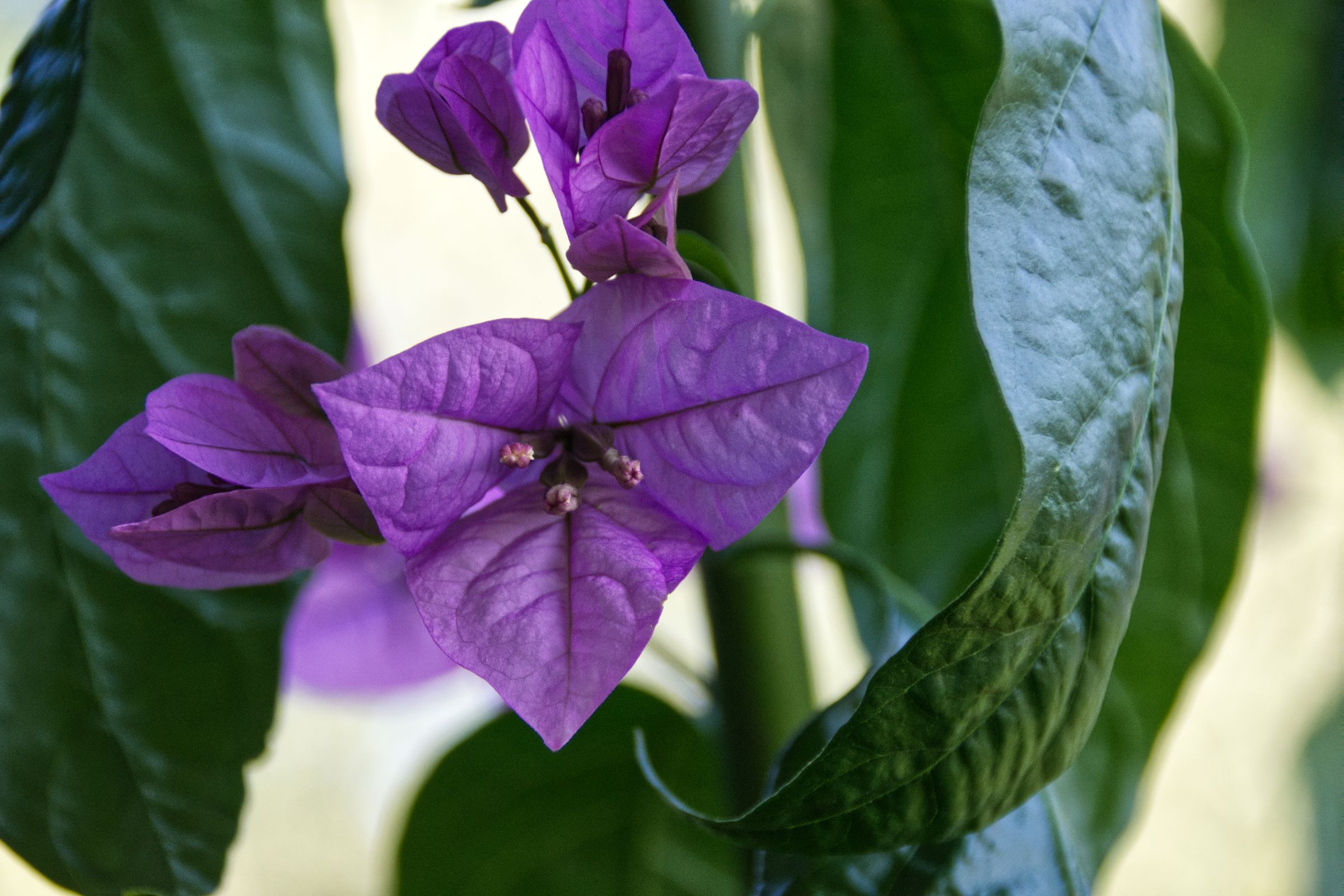 Kroatien Insel Krk Omisalj