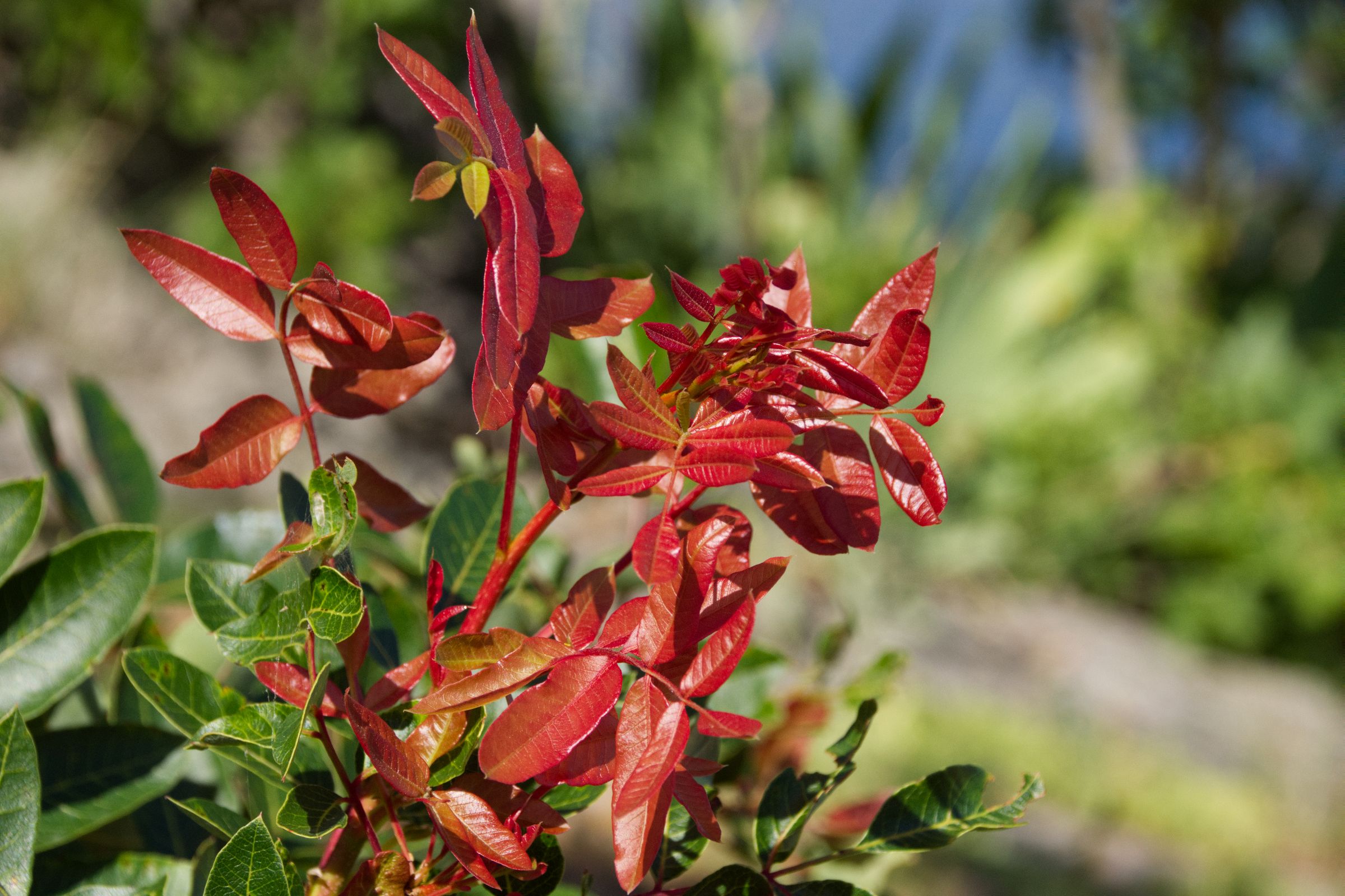 Kroatien Insel Krk Omisalj