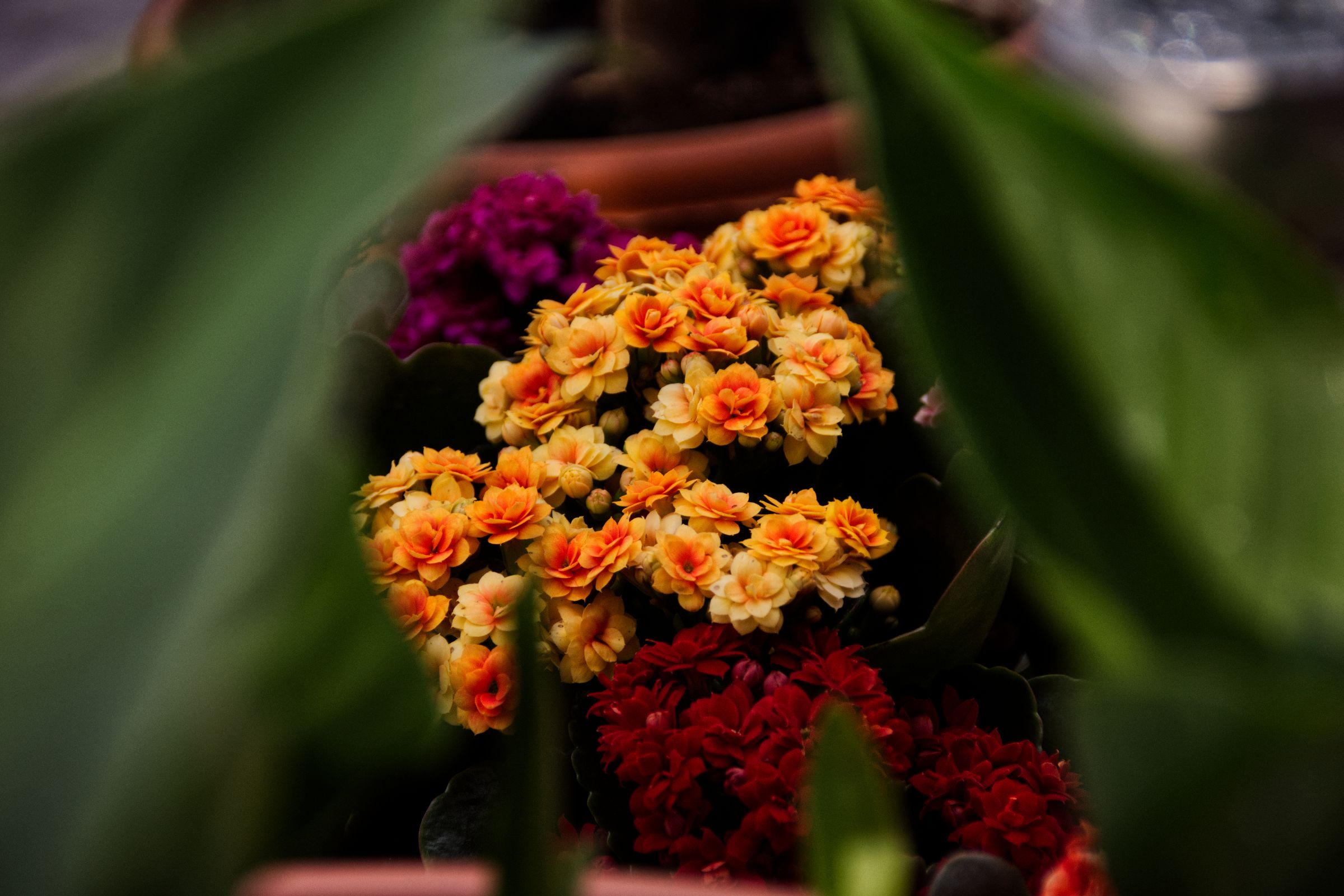 Durch die Blume gesehen