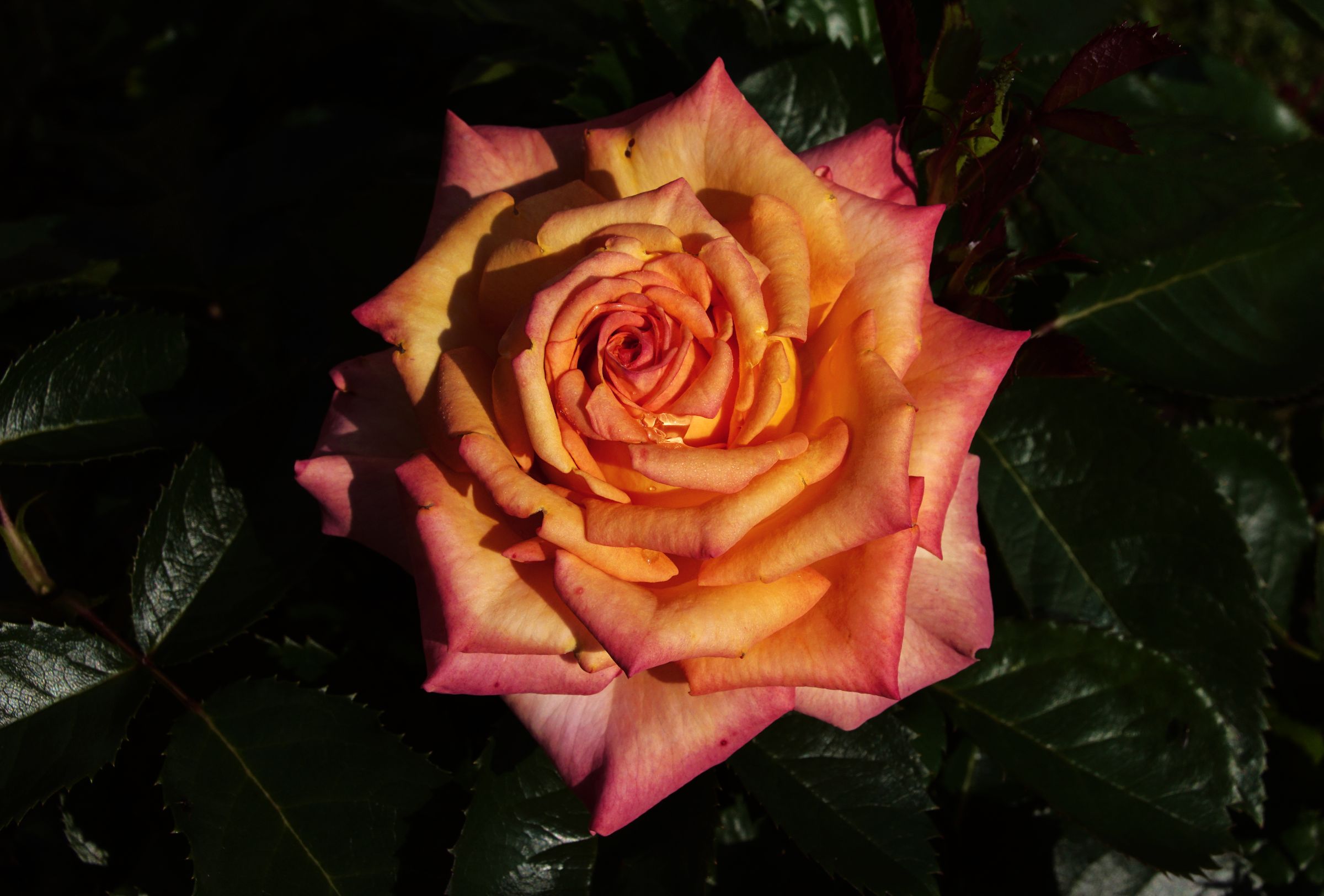 Rose in Nachbars Garten