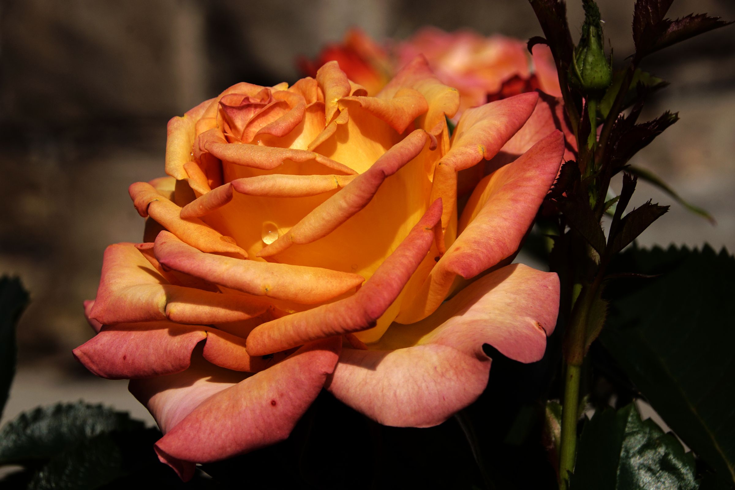 Rose in Nachbars Garten