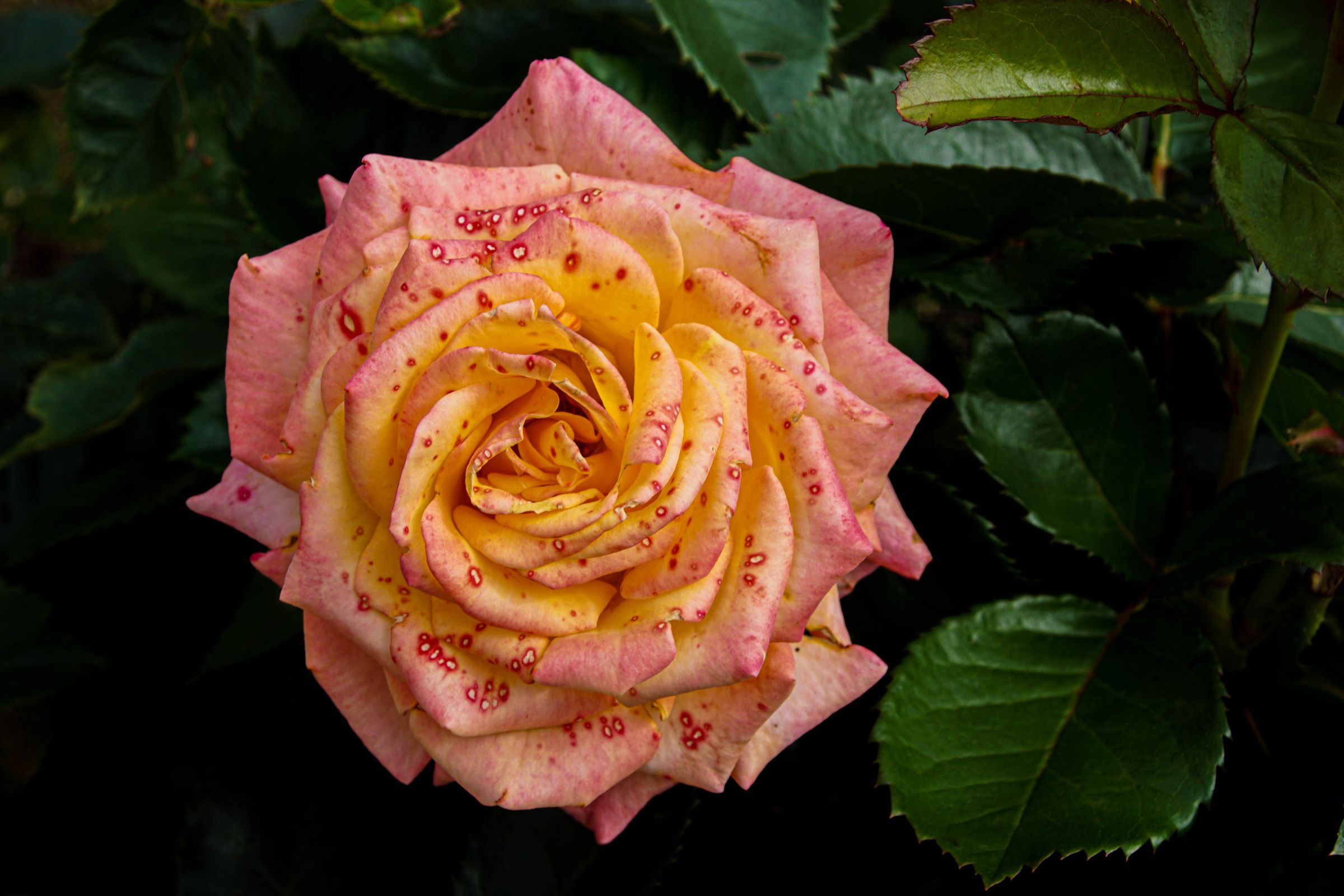 Blume in Nachbars Garten