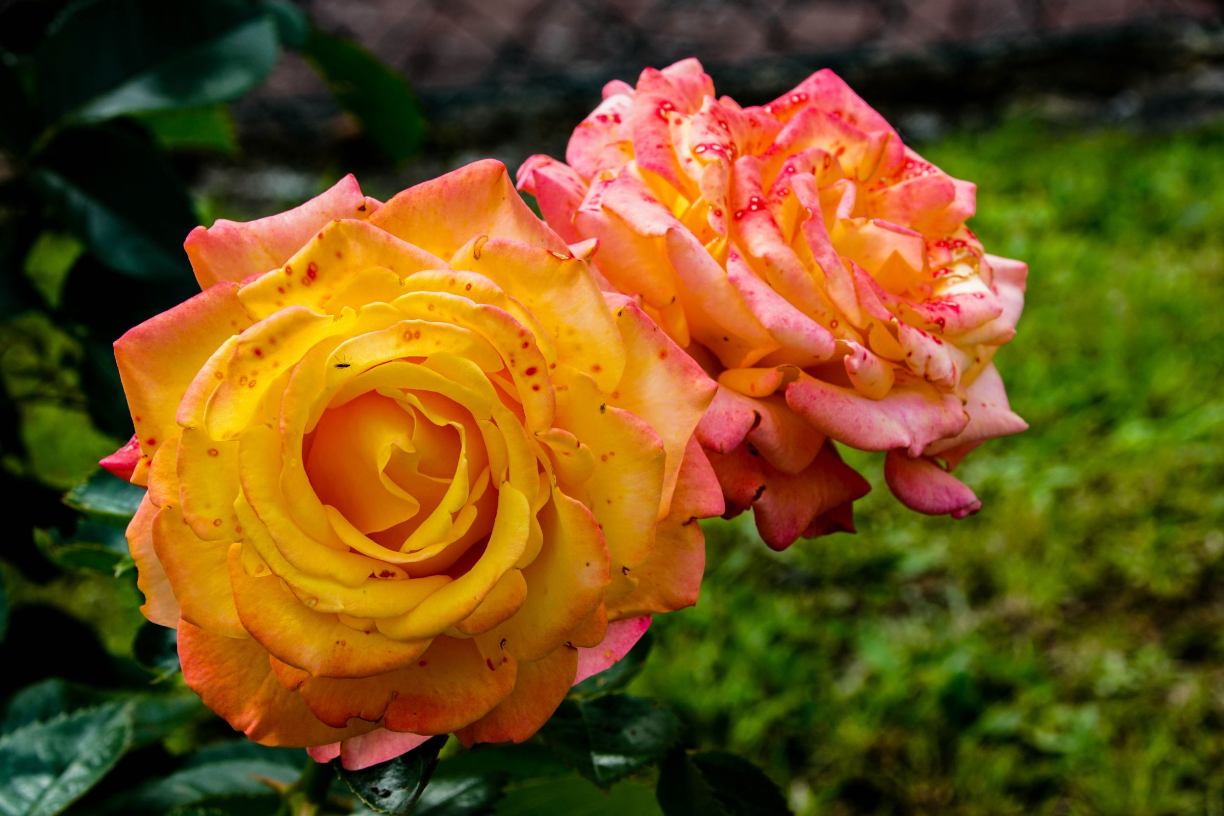 Blume in Nachbars Garten