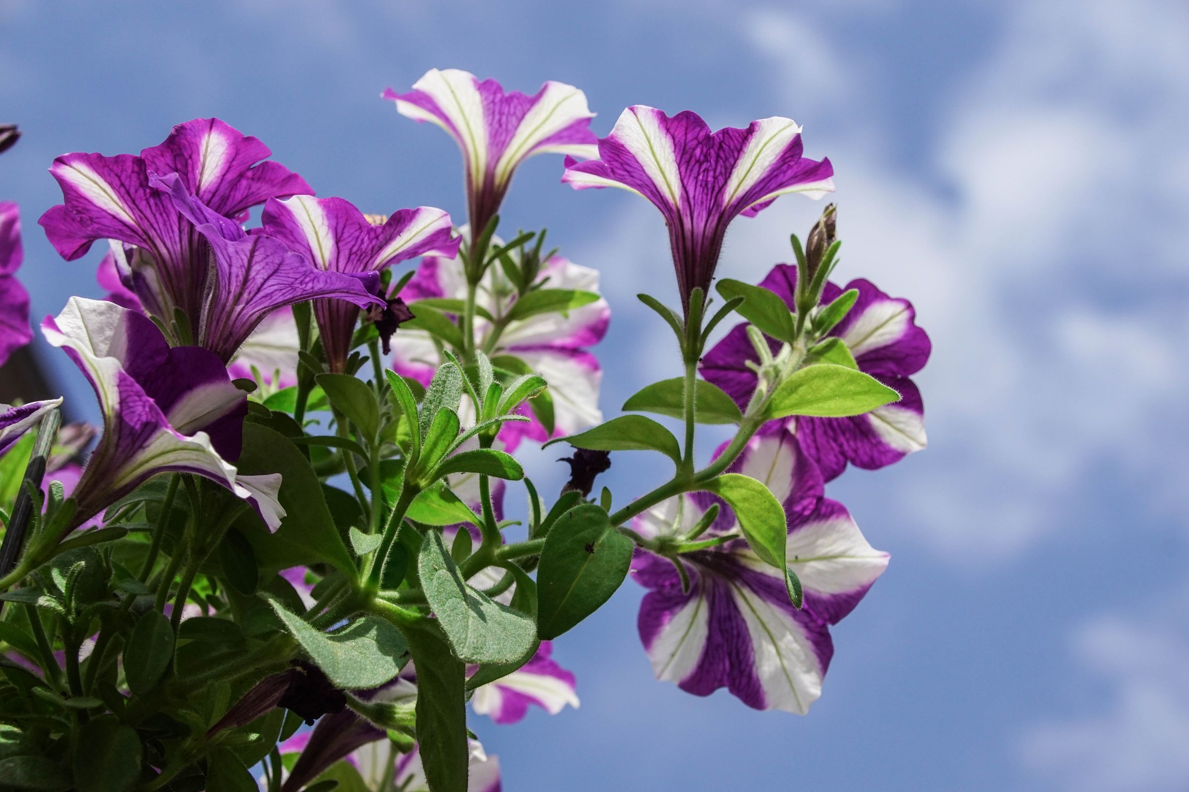 Blume in Nachbars Garten