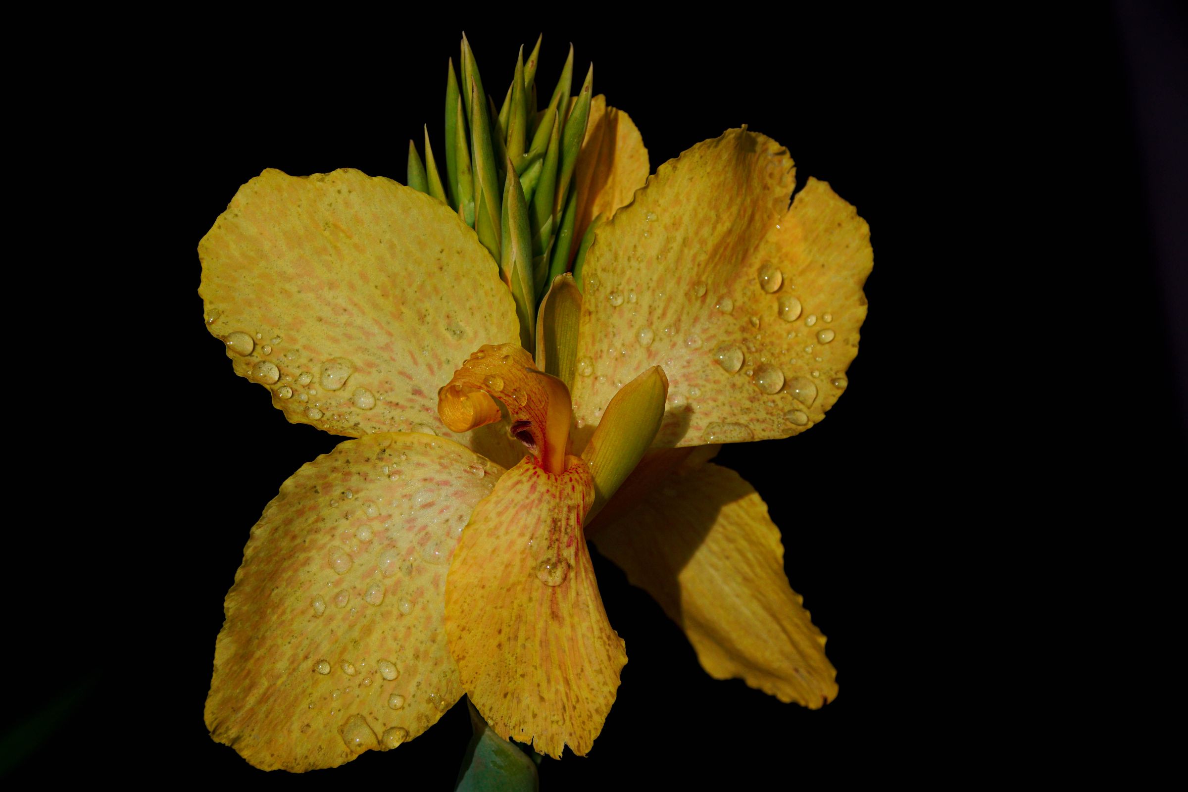 Blume Balkonien Altmorschen