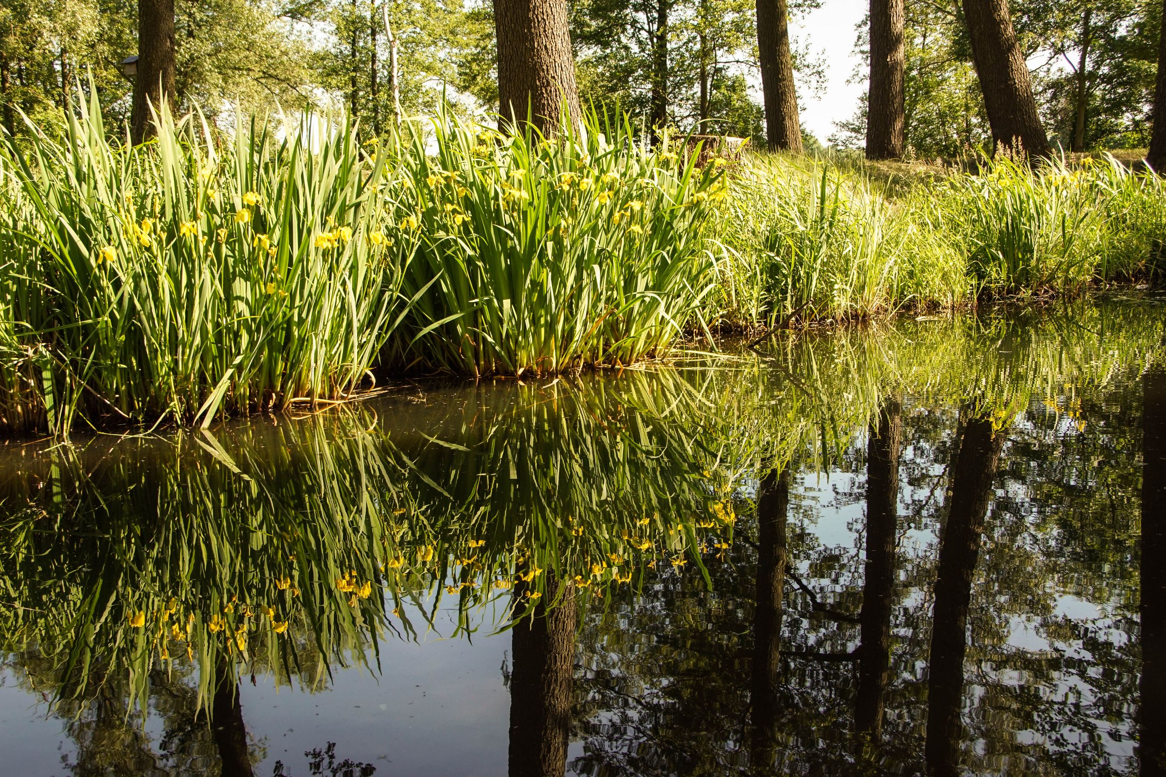 Spreewald in der Lausitz