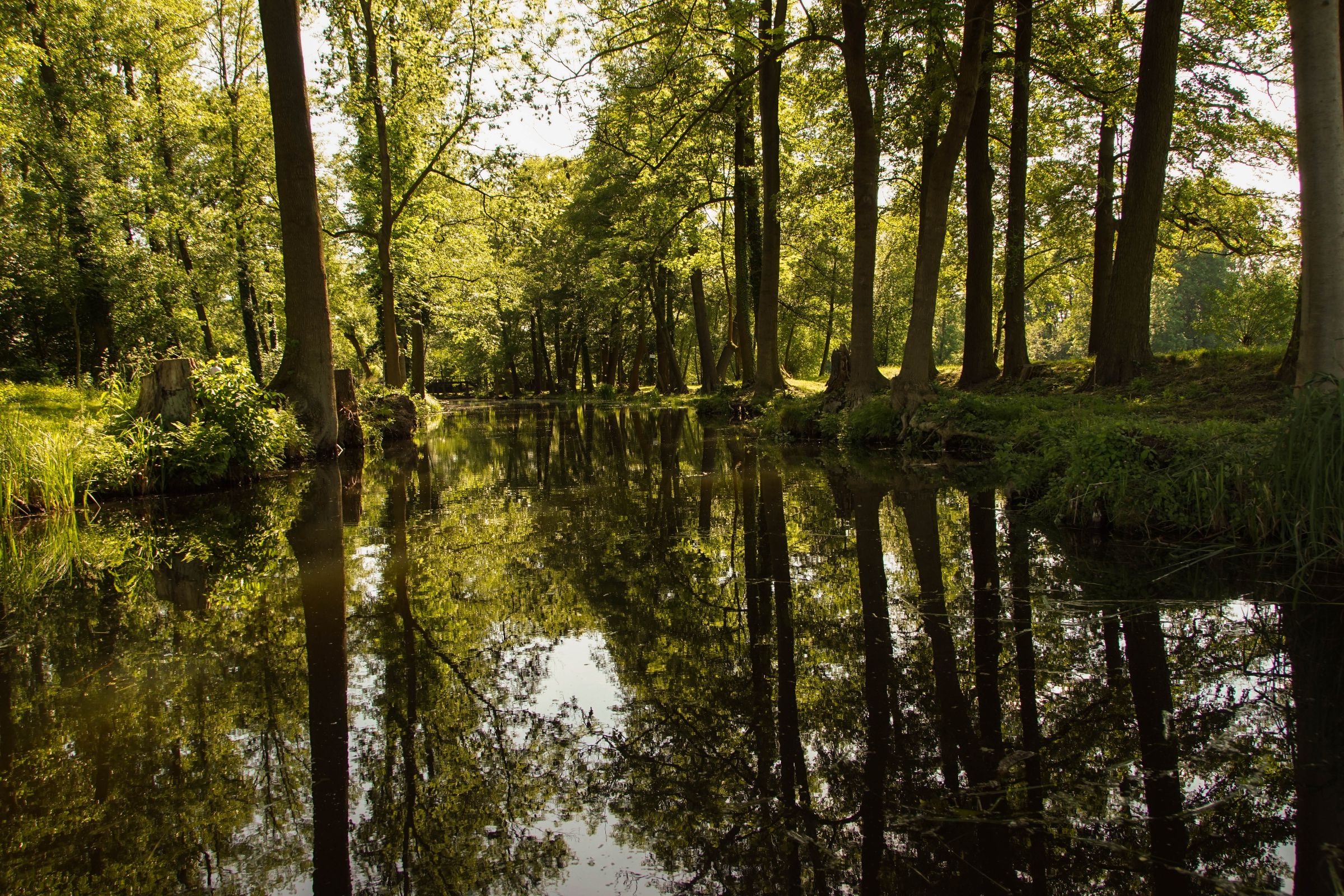 Spreewald in der Lausitz