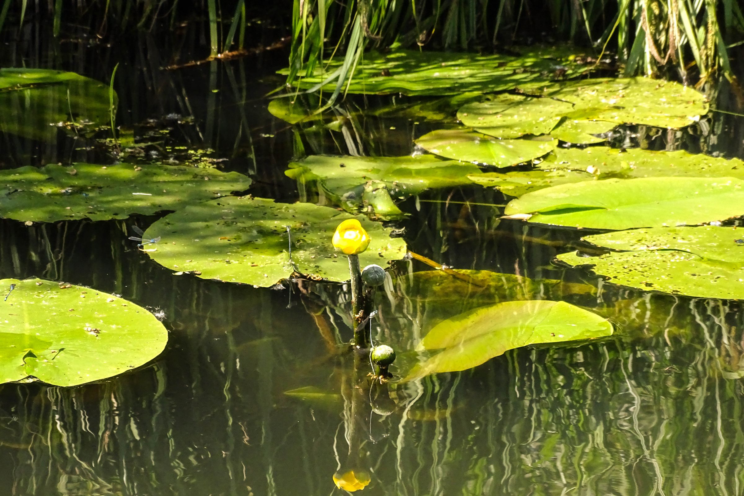 Spreewald in der Lausitz