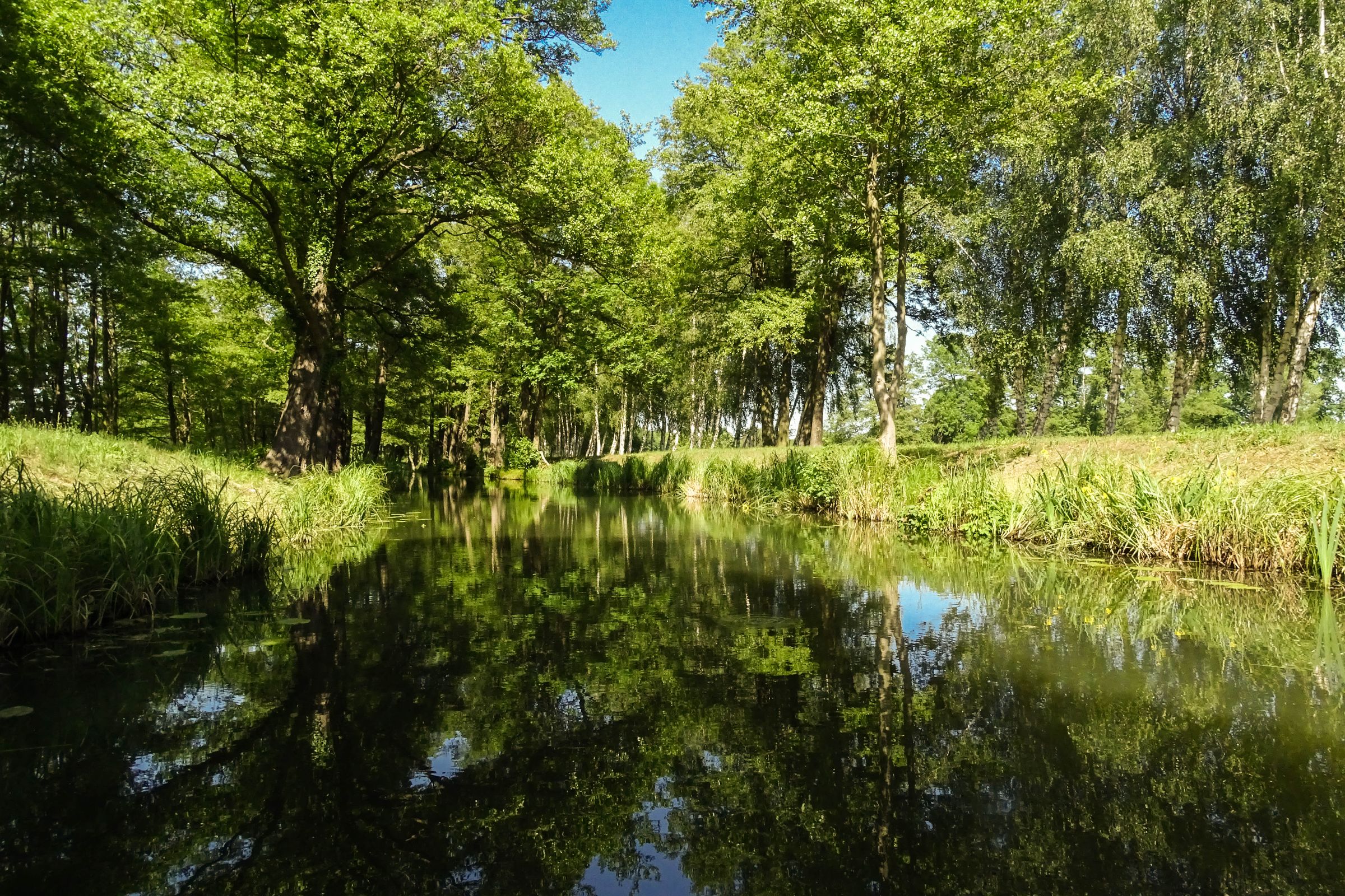 Spreewald in der Lausitz