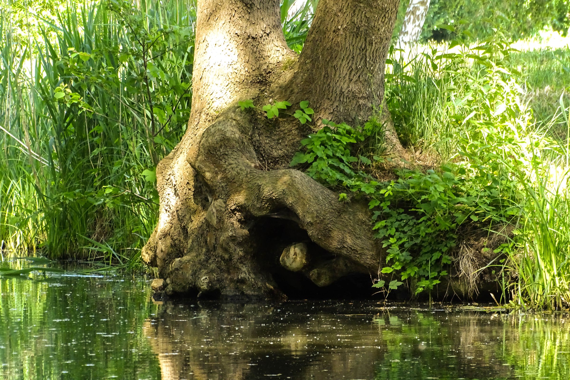 Spreewald in der Lausitz