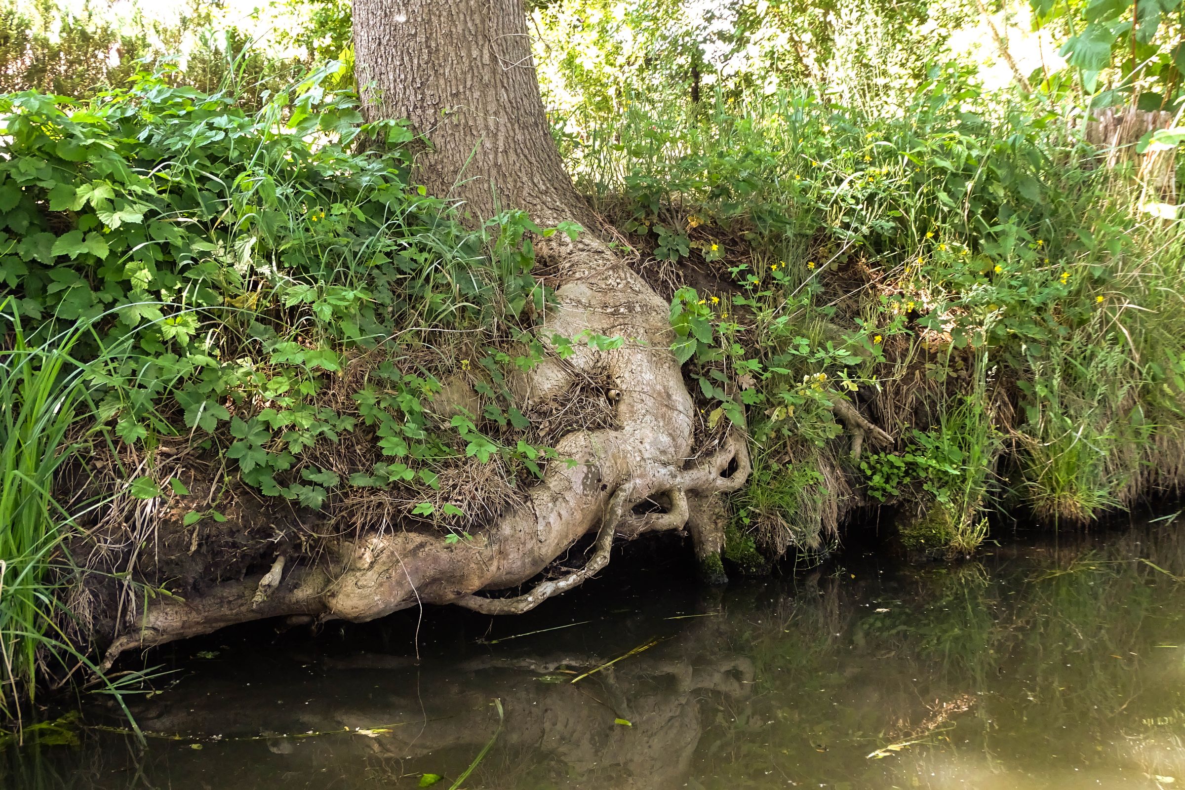 Spreewald in der Lausitz
