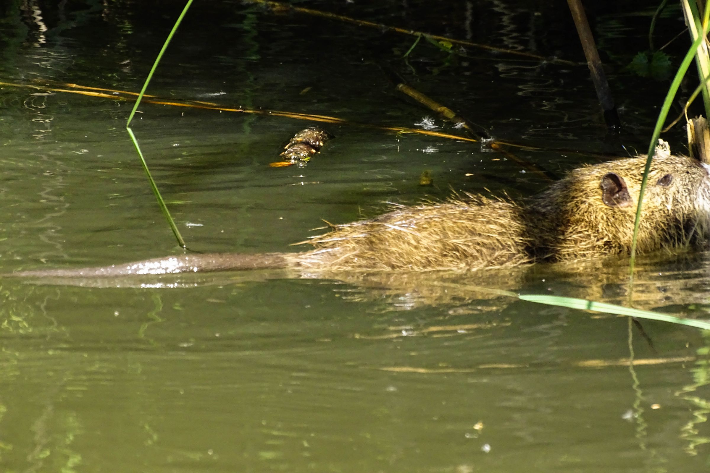 Spreewald in der Lausitz