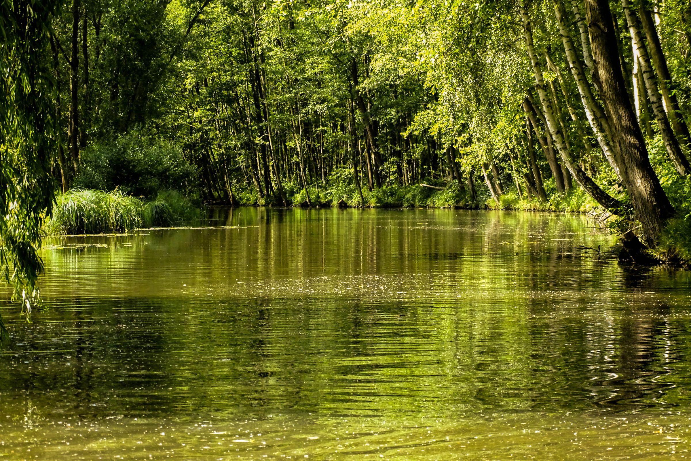 Spreewald in der Lausitz