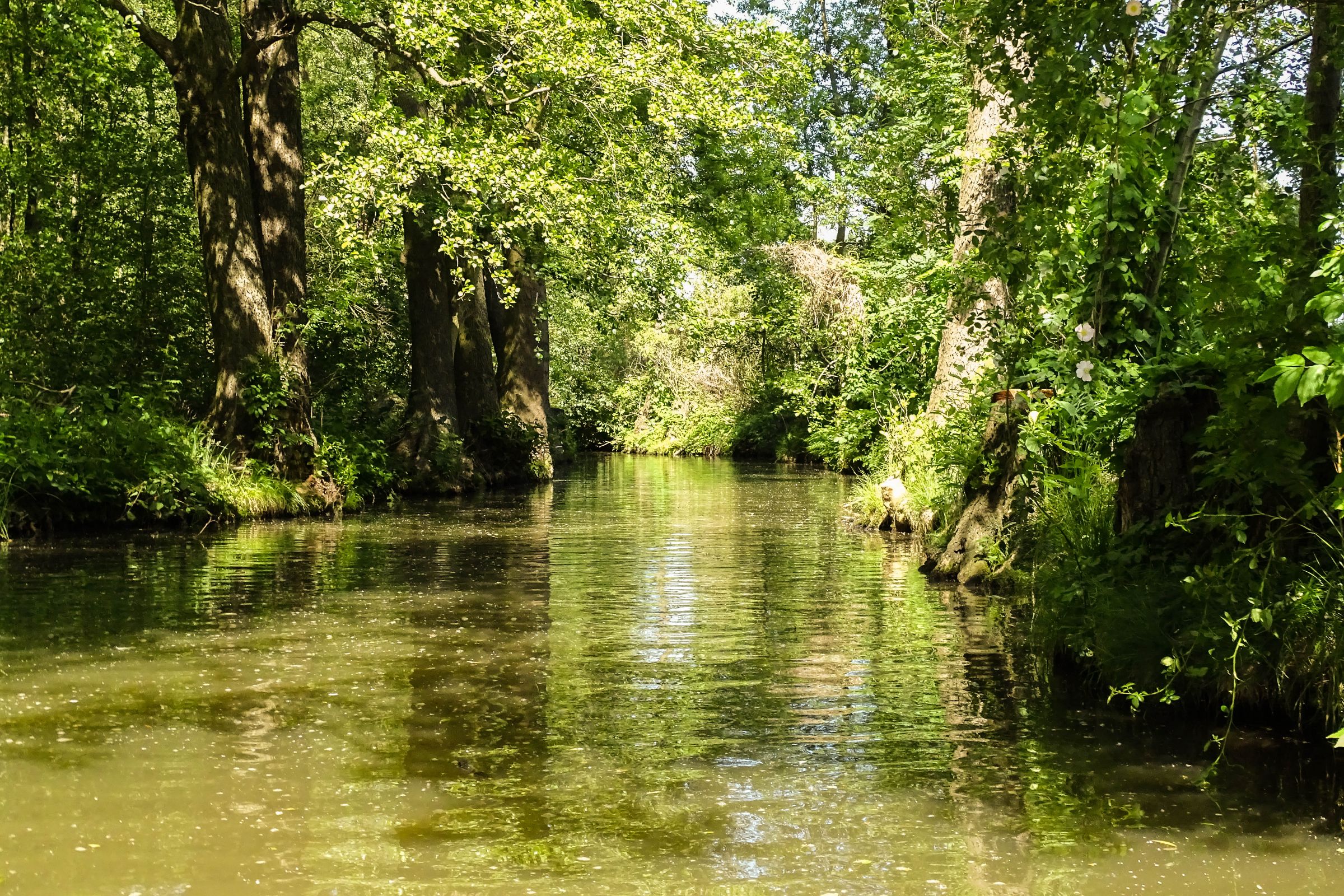 Spreewald in der Lausitz