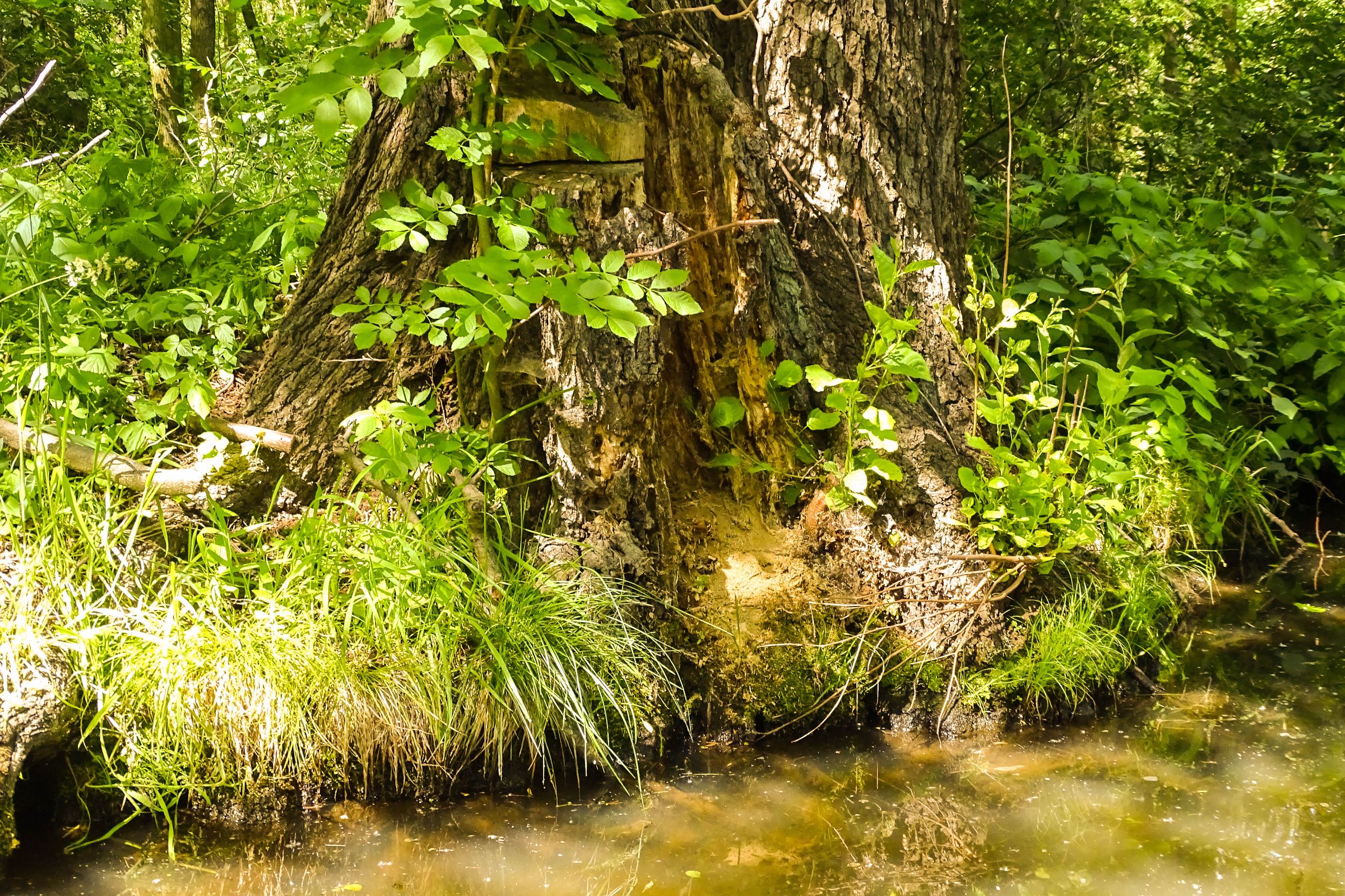 Spreewald in der Lausitz