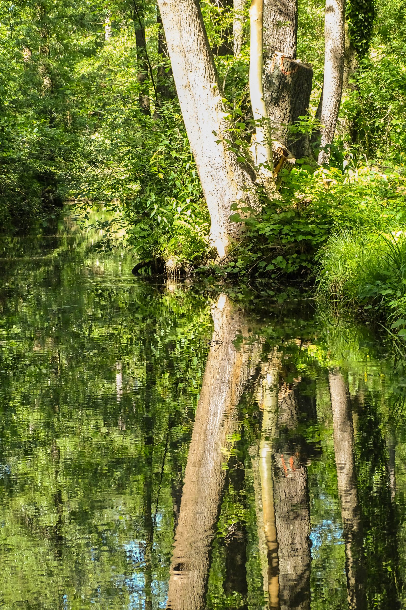 Spreewald in der Lausitz