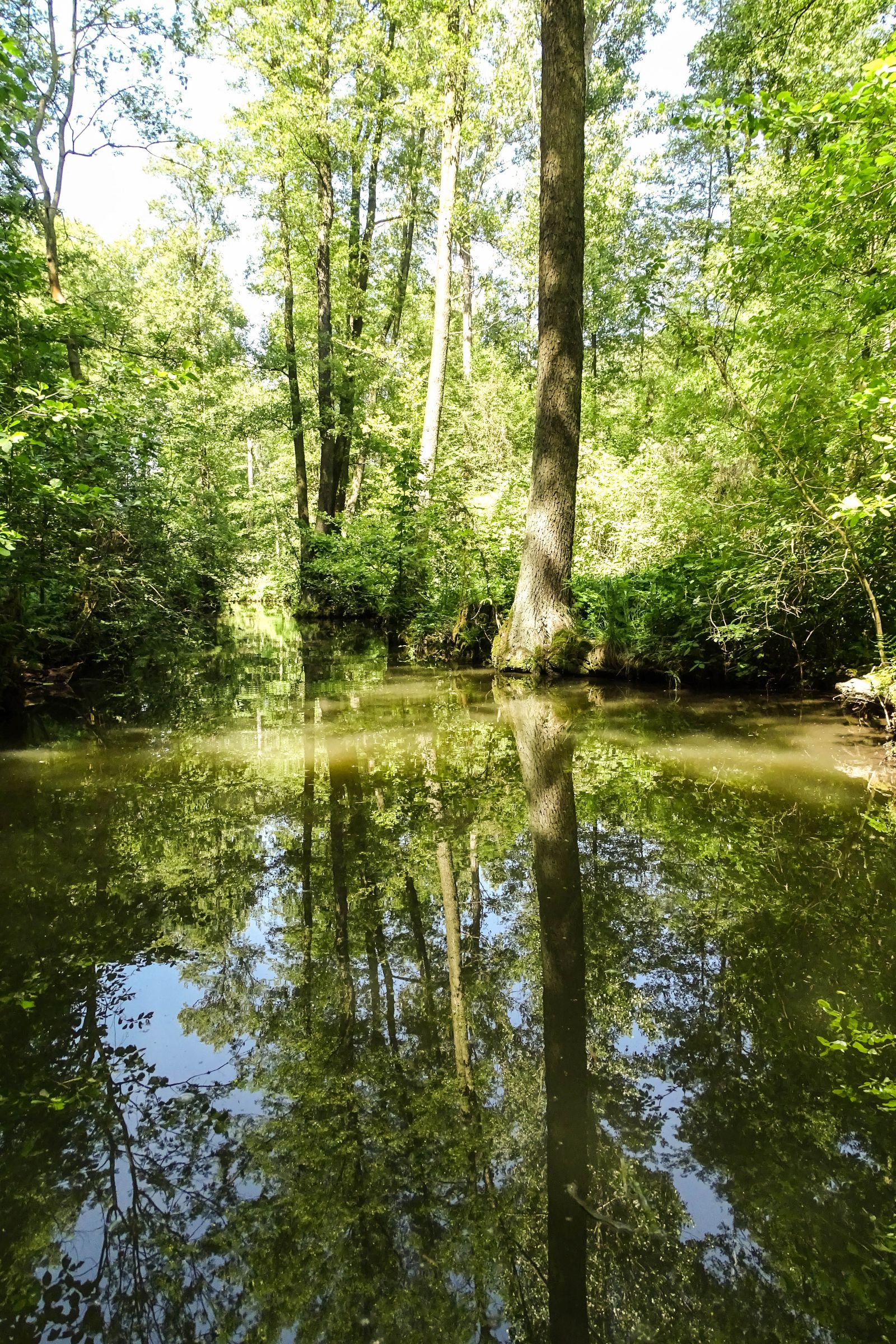 Spreewald in der Lausitz
