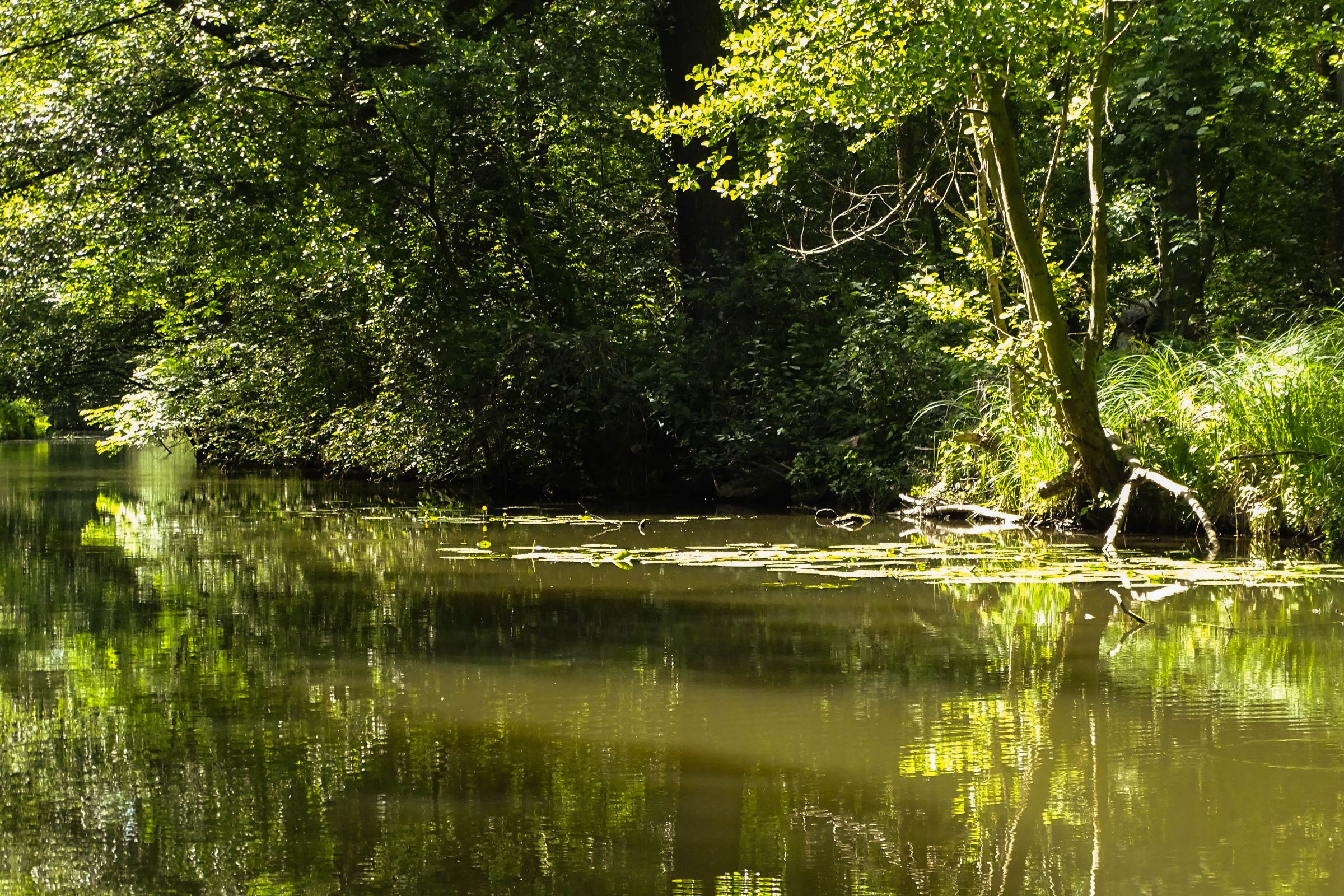 Spreewald in der Lausitz