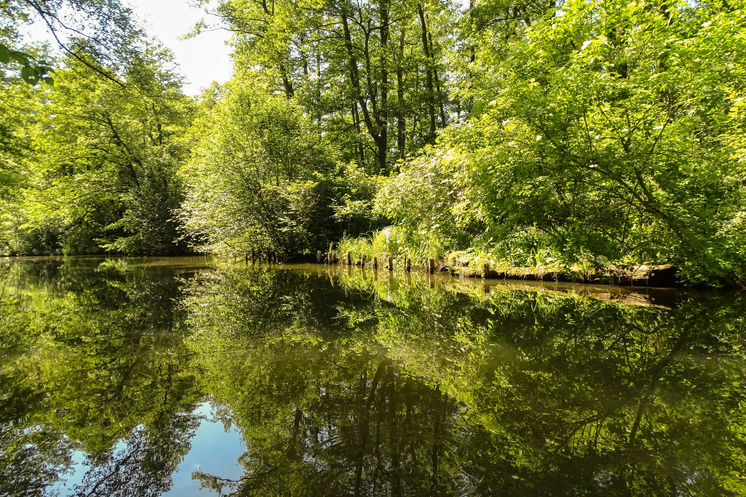 Spreewald in der Lausitz