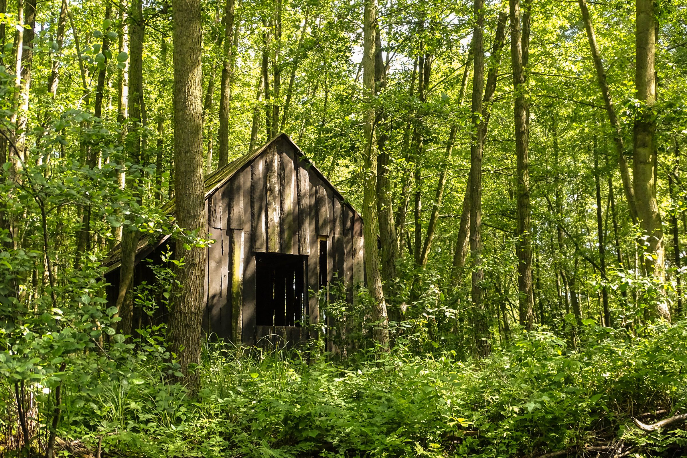 Spreewald in der Lausitz